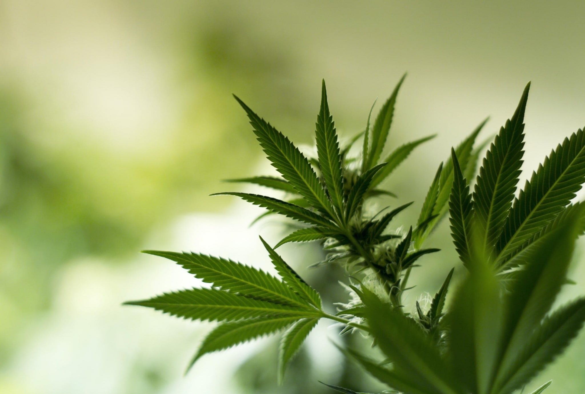 plant part, healthcare and medicine, growth, day, medicine, focus on foreground, alternative medicine, herb, leaves, cannabis plant, nature, food and drink, HD Wallpaper