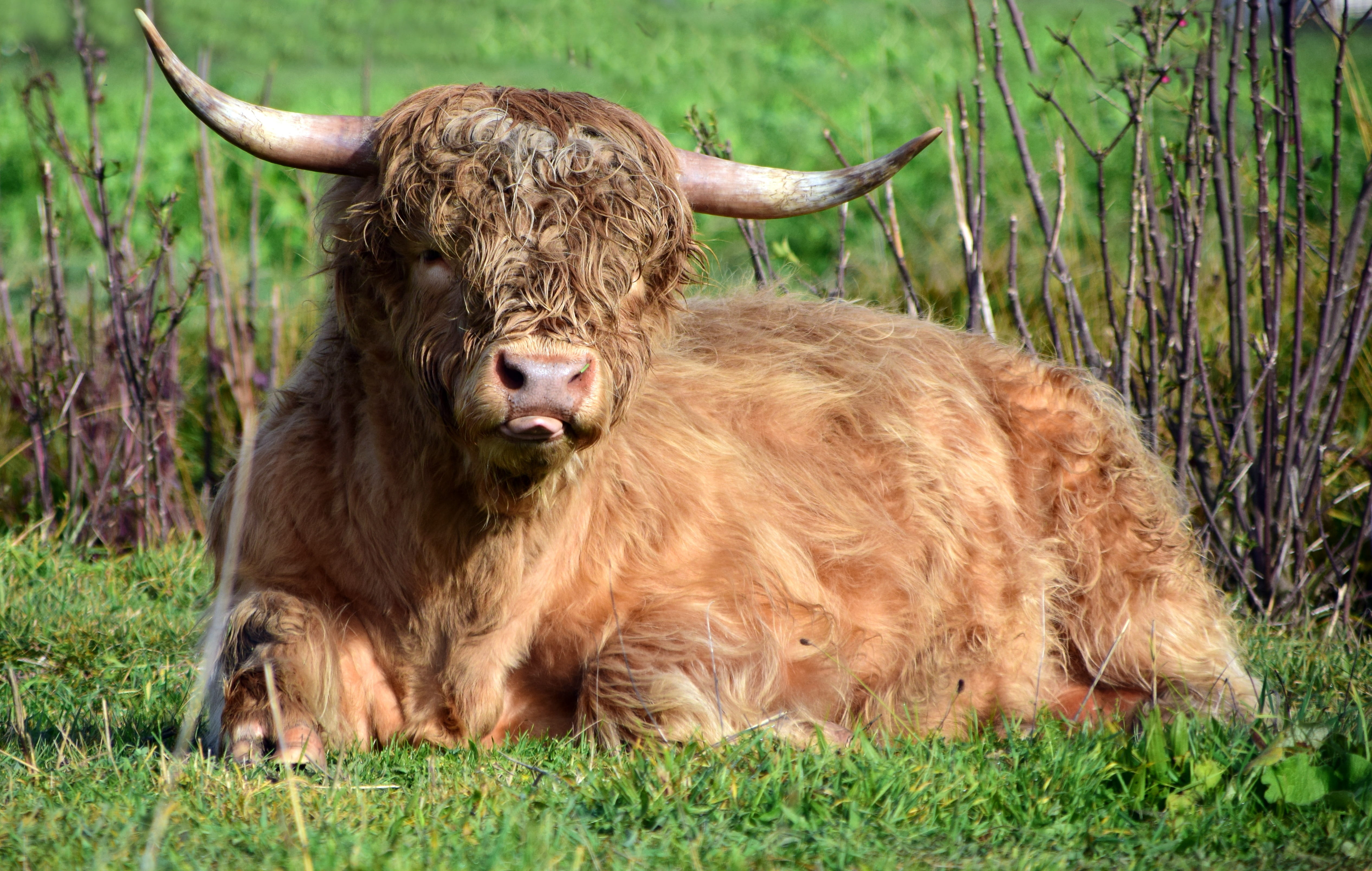 funny, cattle, portrait, animal themes, meadow, grass, boy, tongue, domestic, pasture, one animal, wildlife photography, animal, agriculture, galloway, HD Wallpaper