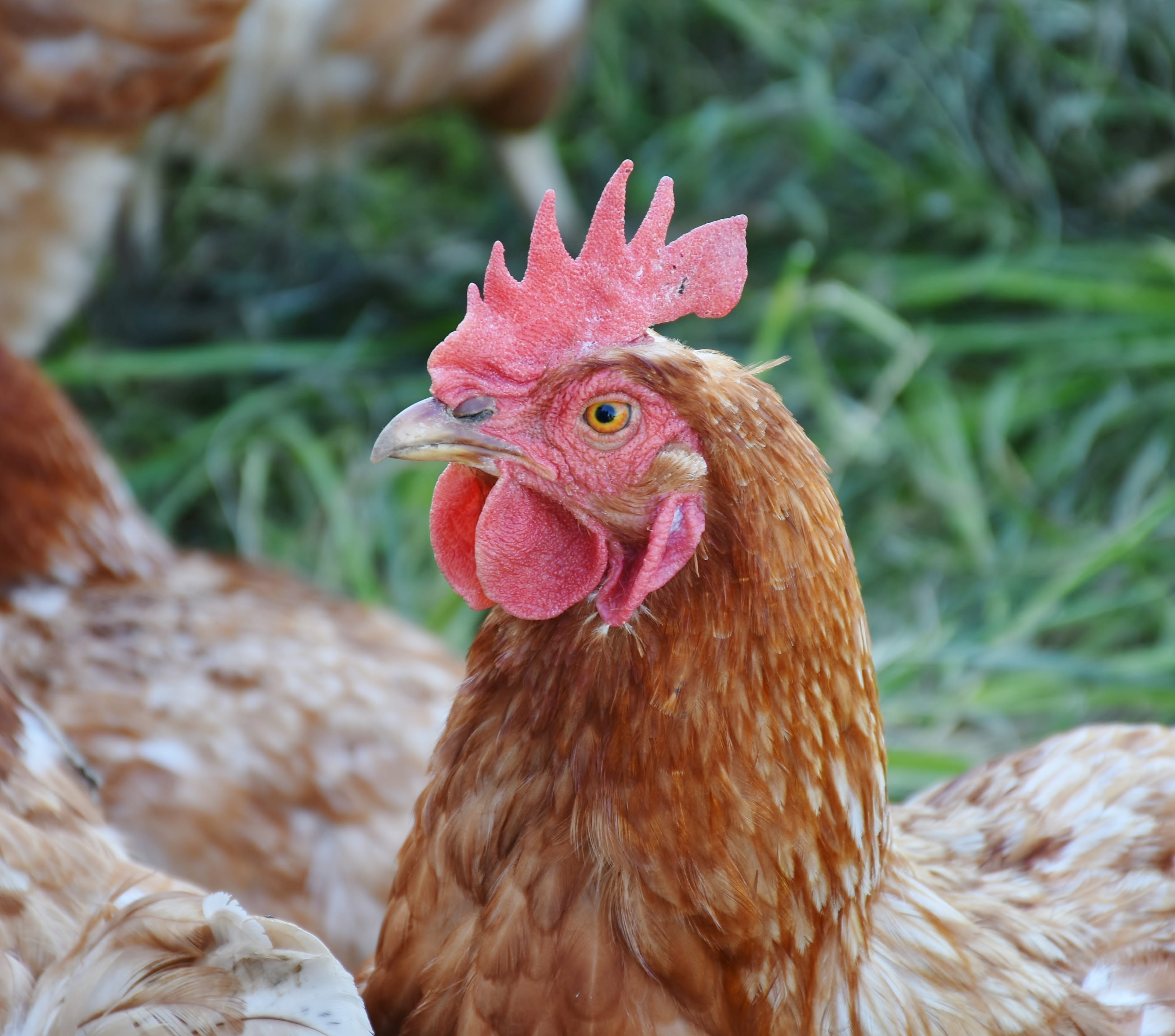 livestock, focus on foreground, animal head, portrait, animal, chicken - bird, animal world, domestic chicken, outdoor, male animal, hen, happy chicken, HD Wallpaper