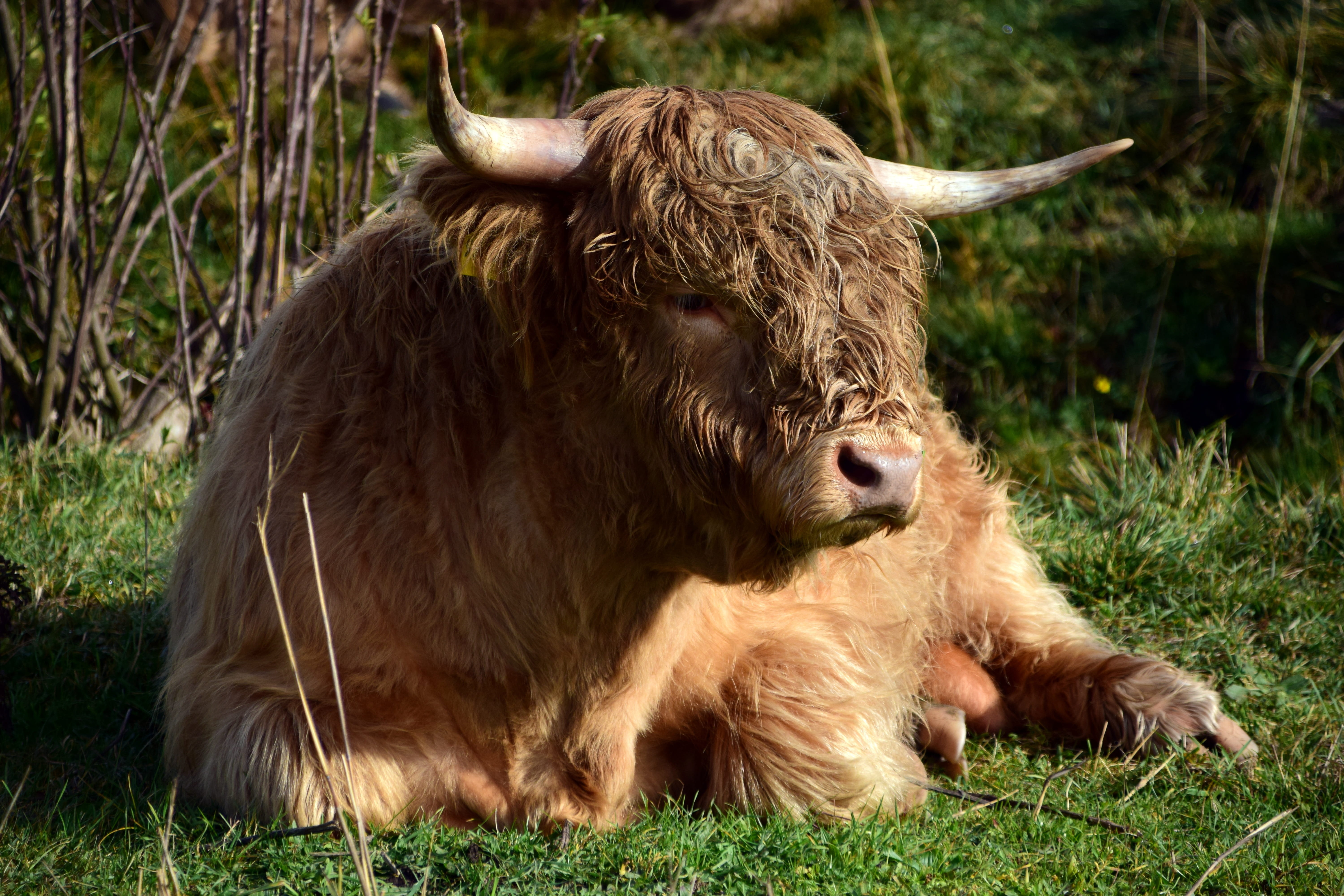 creature, one animal, brown, animal wildlife, animal world, field, mammal, no people, range, ox, agriculture, pets, outdoors, highland cattle, ruminant, HD Wallpaper