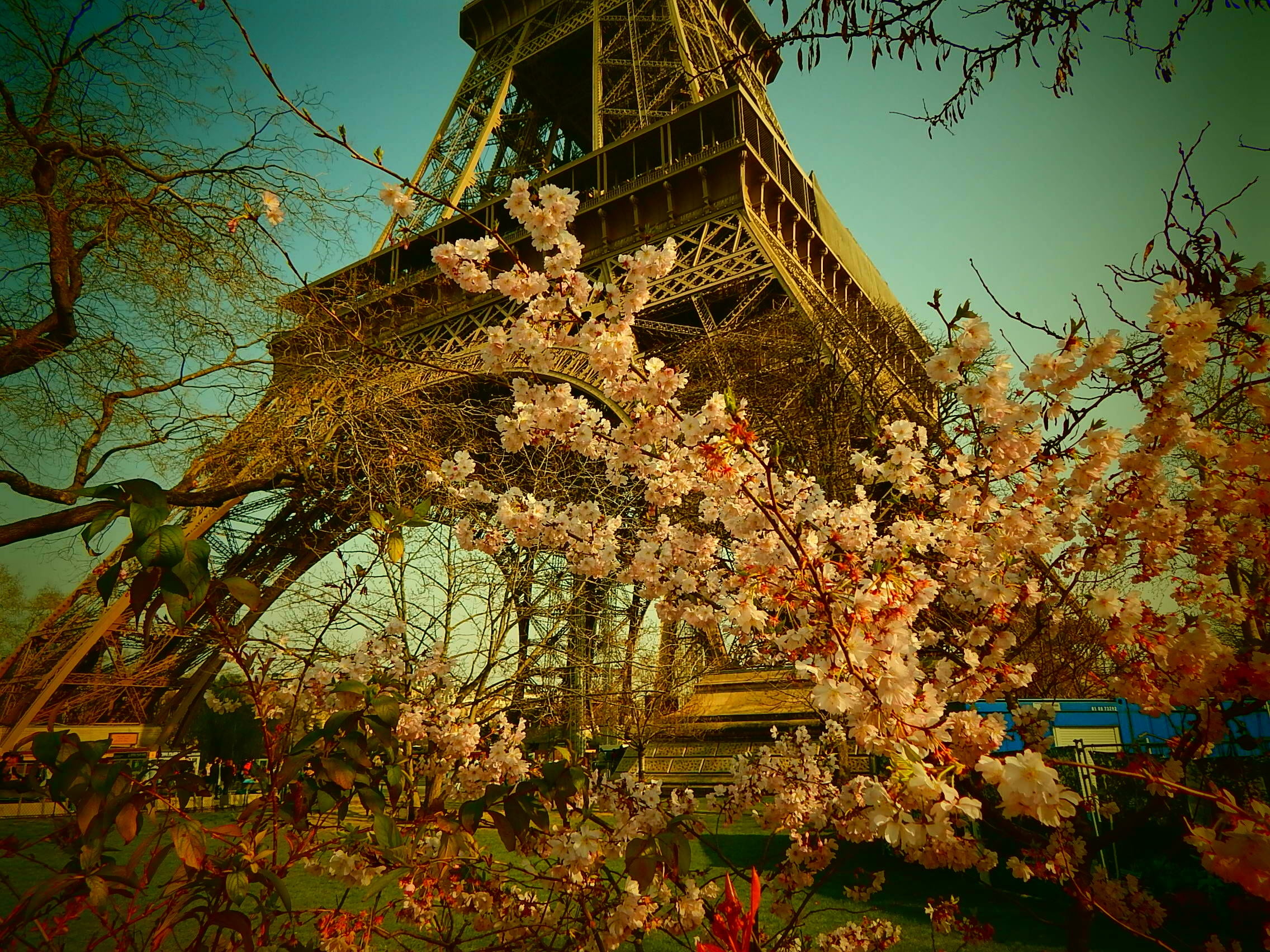 outdoors, steel structure, no people, growth, cherry blossom, architecture, building exterior, built structure, branch, tree, flower, eiffel Tower, tower, HD Wallpaper