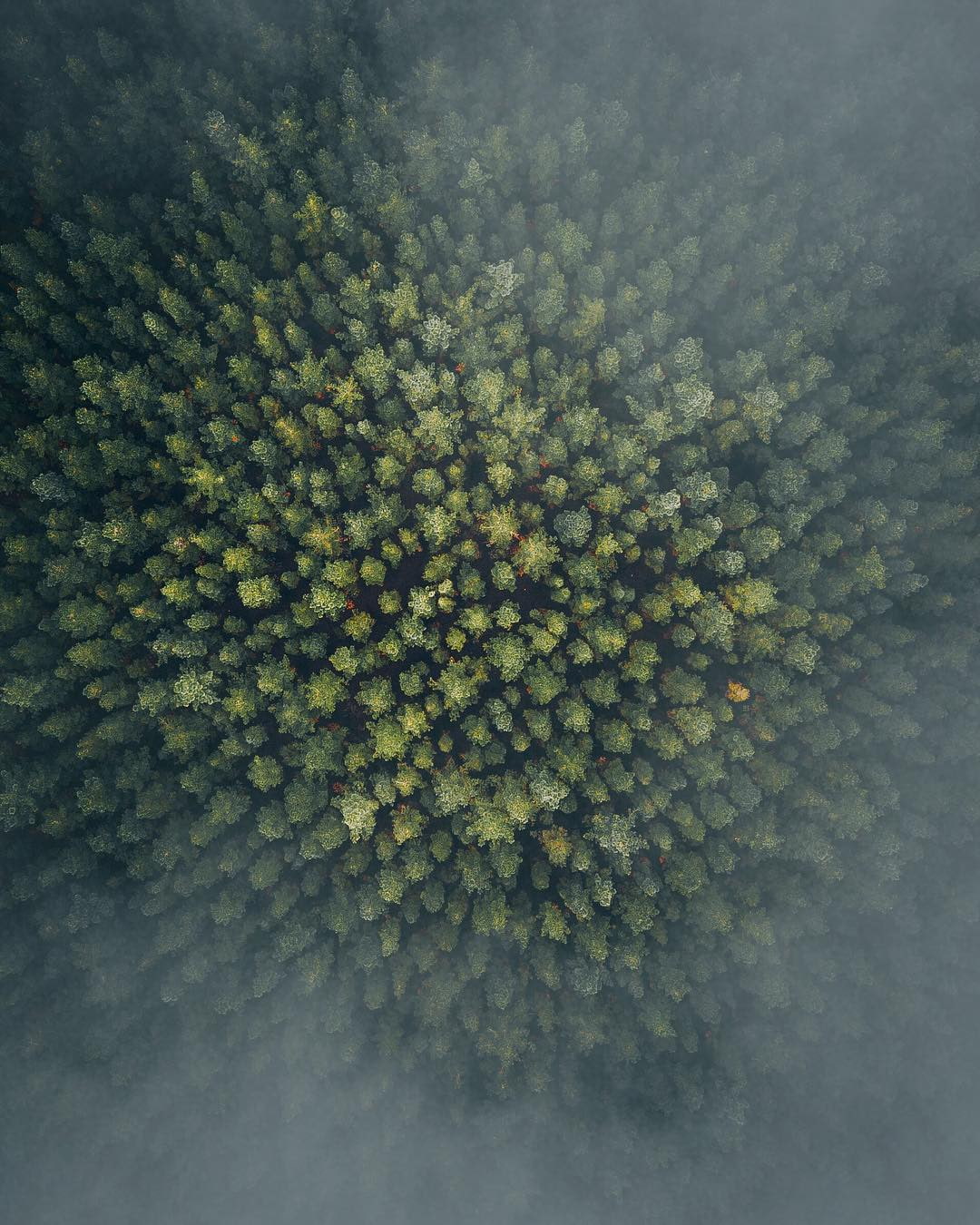 nature, trees, birds eye view, forest, 720P, Phone HD Wallpaper