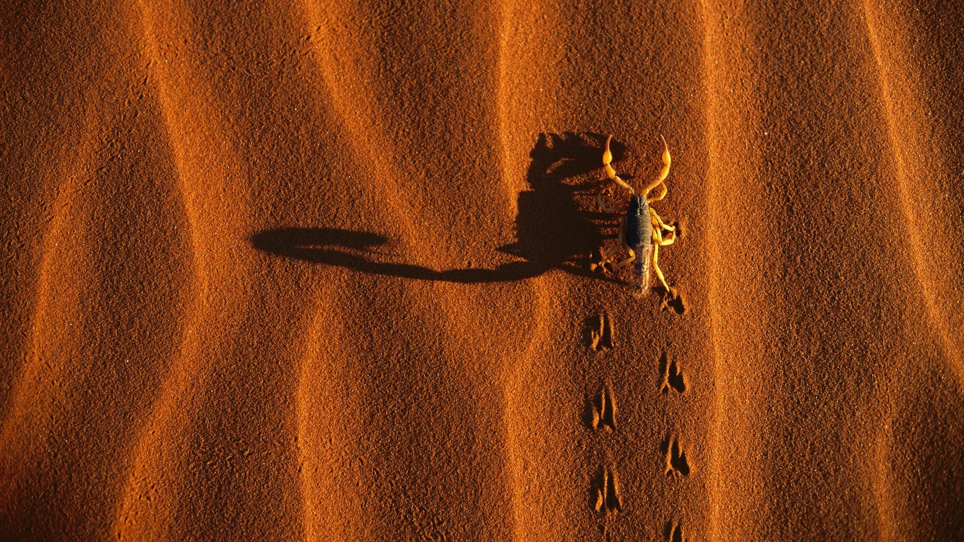 Dune, Scorpions, lifestyles, beach, land, arid climate, textured, people, Birds Eye View, shadow, 1080P, outdoors, real people, high angle view, brown, HD Wallpaper