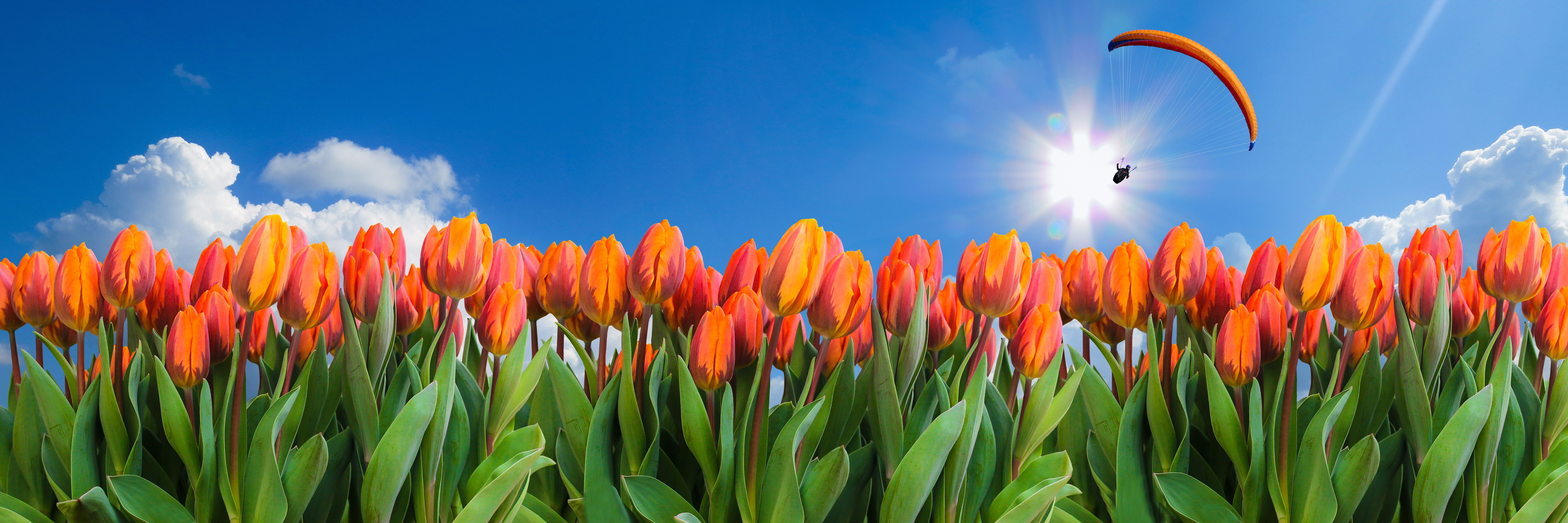 nature, environment, tulips, springtime, rural scene, no people, flower bed, blue, panorama, sky, agriculture, growth, plant, summer, spring, landscape, HD Wallpaper