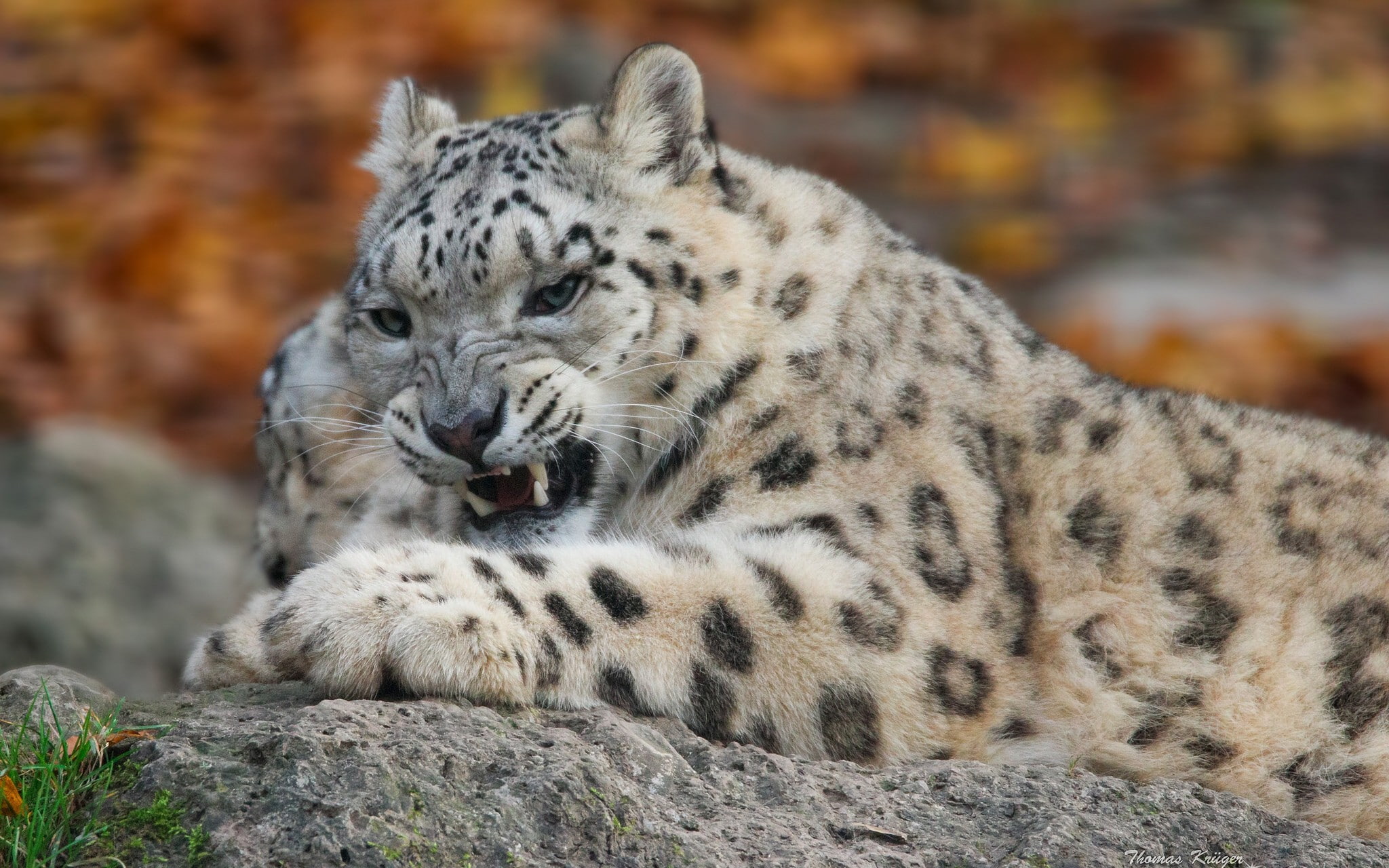 wild cat, leopard, snow leopard, predatory, black, brown, 1080P, snow, teeth, HD Wallpaper