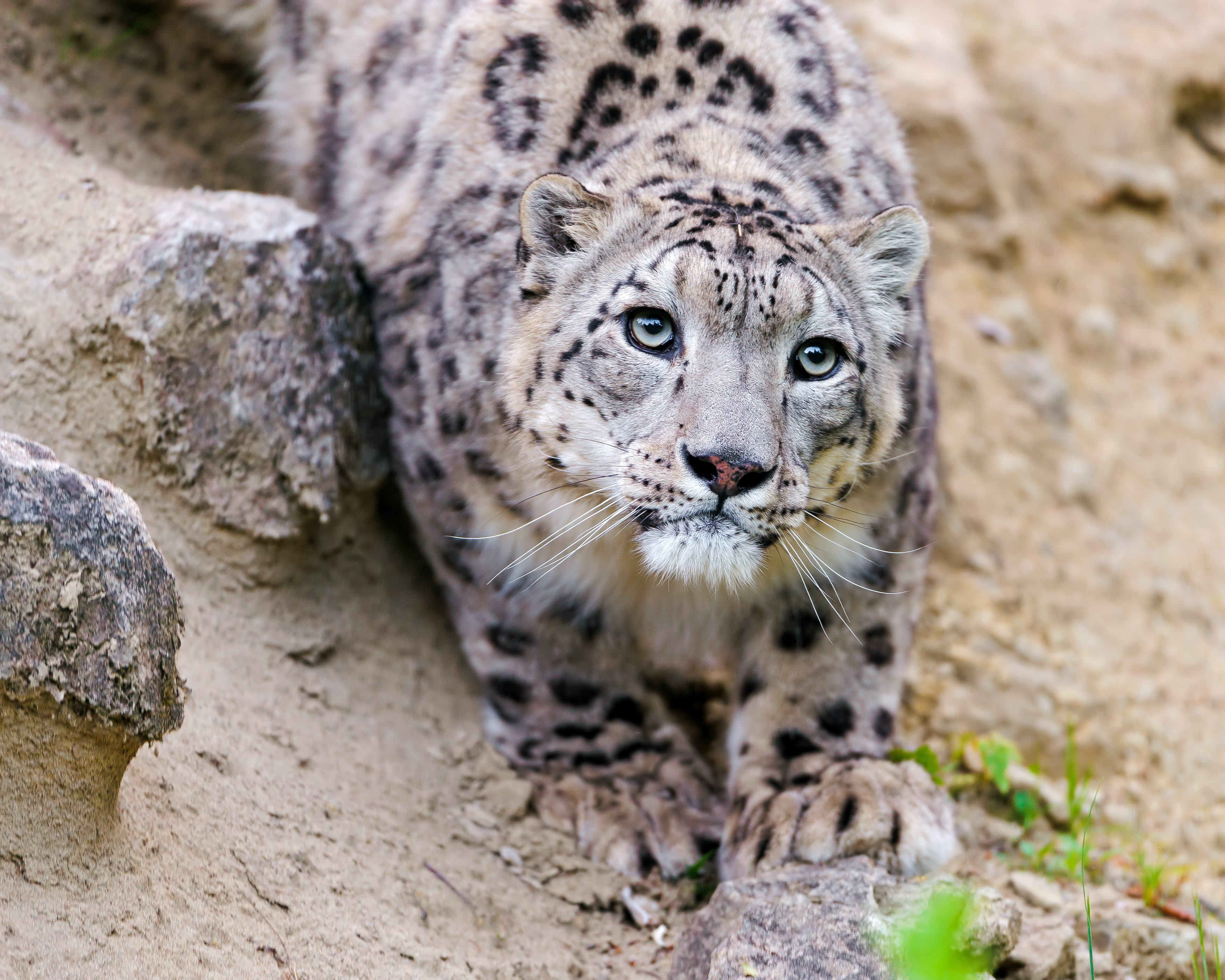 mammal, 2K, outdoors, whisker, ©Tambako The Jaguar, rock - object, no people, animal, carnivora, portrait, IRBIS, look, cat, looking at camera, animal themes, HD Wallpaper