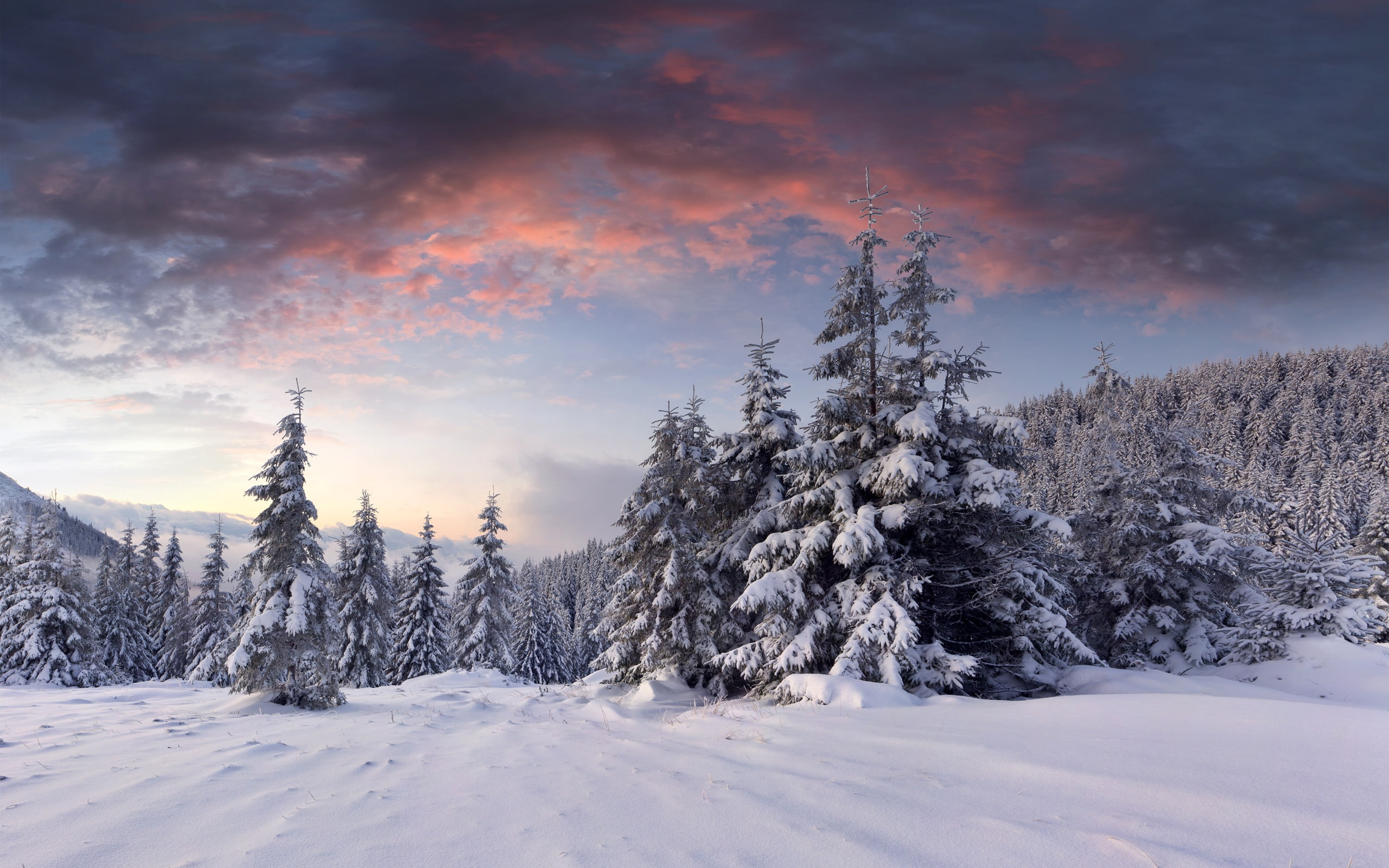 fir, Sunrise, covered, Clouds, Forest, Winter, Trees, brown, 2K, Snow, HD Wallpaper