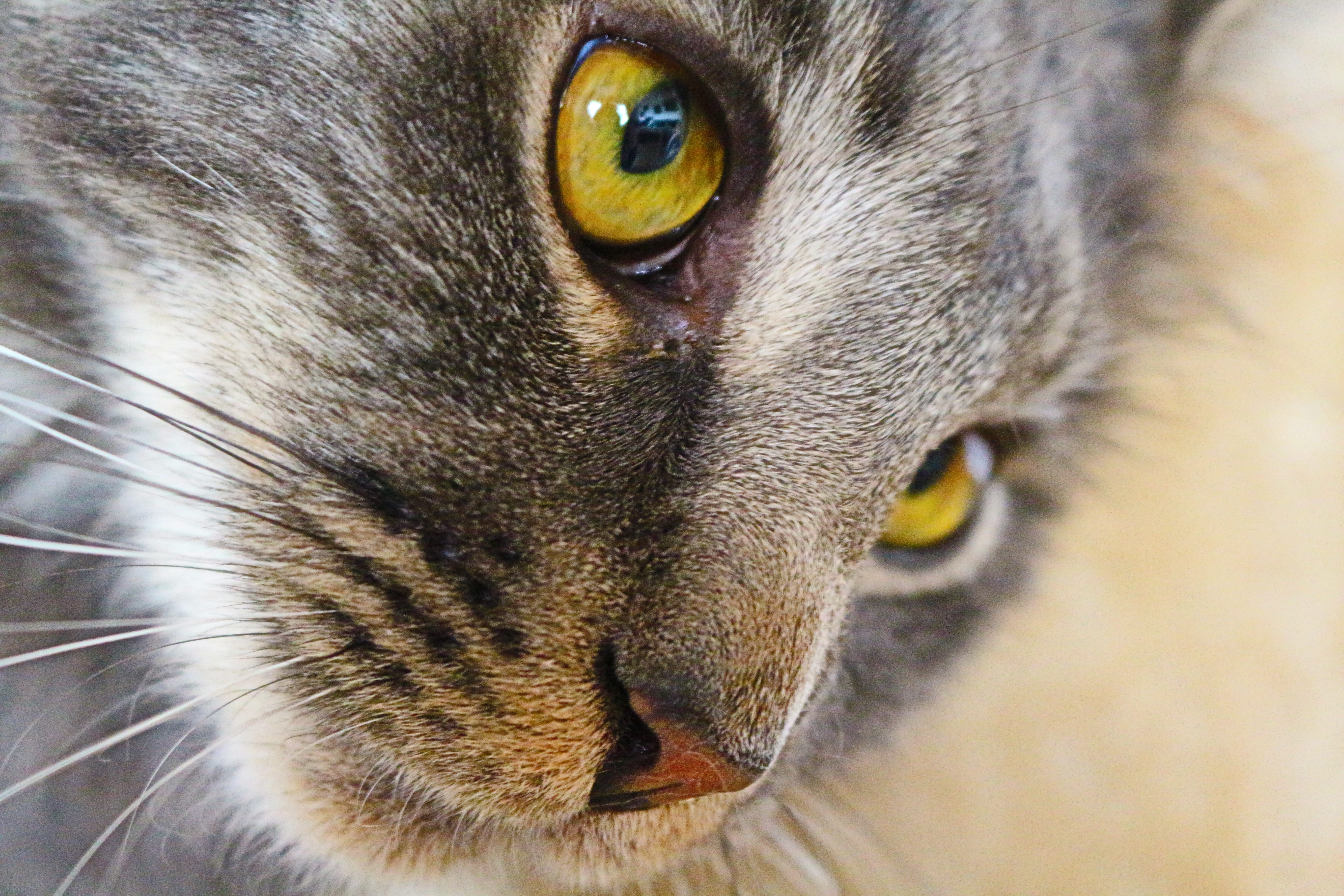 body part, view, 5K, close, portrait, animal themes, domestic animals, vertebrate, tabby, yellow eyes, pets, cat, young cat, mammal, animal eye, one animal, HD Wallpaper