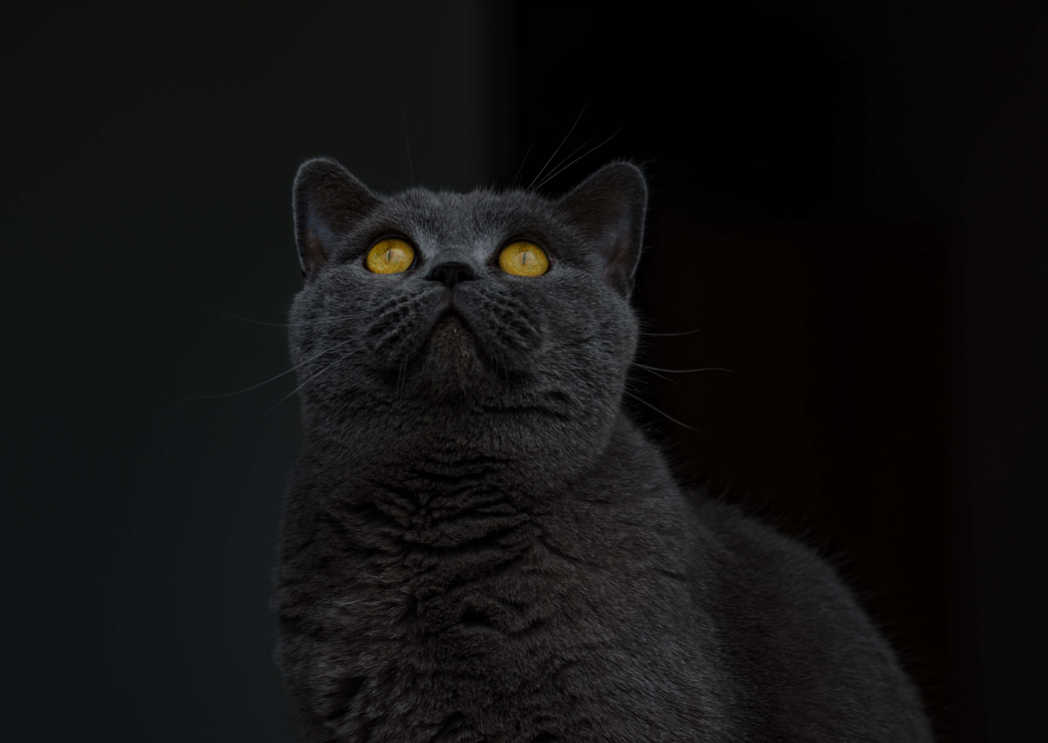 animal eye, close-up, yellow eyes, close, cat face, british shorthair, cute, mammal, adidas, indoors, cat portrait, animal world, animal, eyes, animal head, HD Wallpaper