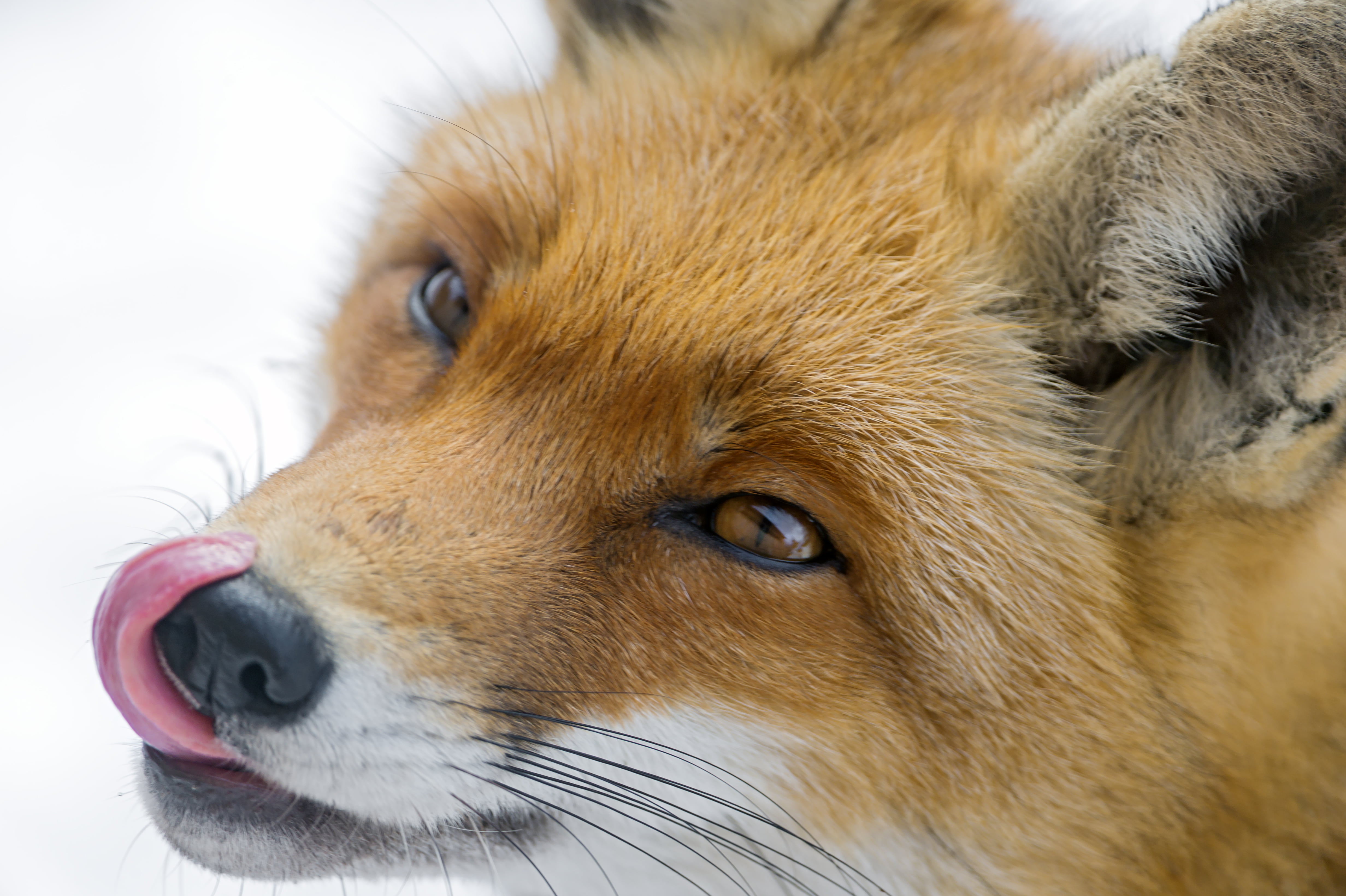 portrait, cute, close, animal, photo, Closeup, face, wildpark, cold, licking, snow, red  fox, nikon  d4, 4K, fox, tierpark, zürich, winter, tongue, brown, HD Wallpaper