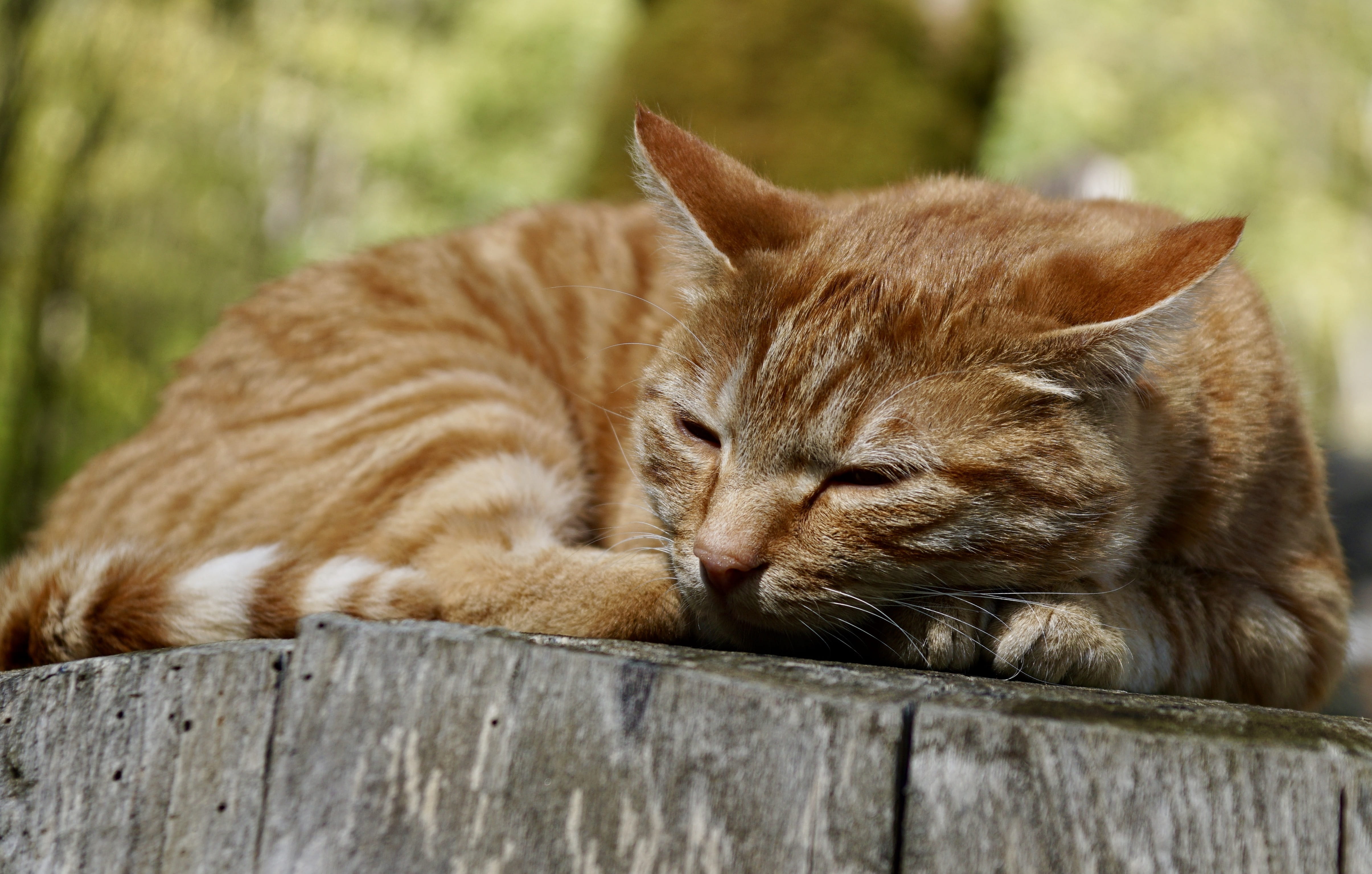 wood - material, mieze, eyes, day, eyes closed, close-up, feline, tired, cute cat, pretty, light, cat, adidas, animal head, log, head, head drawing, animal, HD Wallpaper