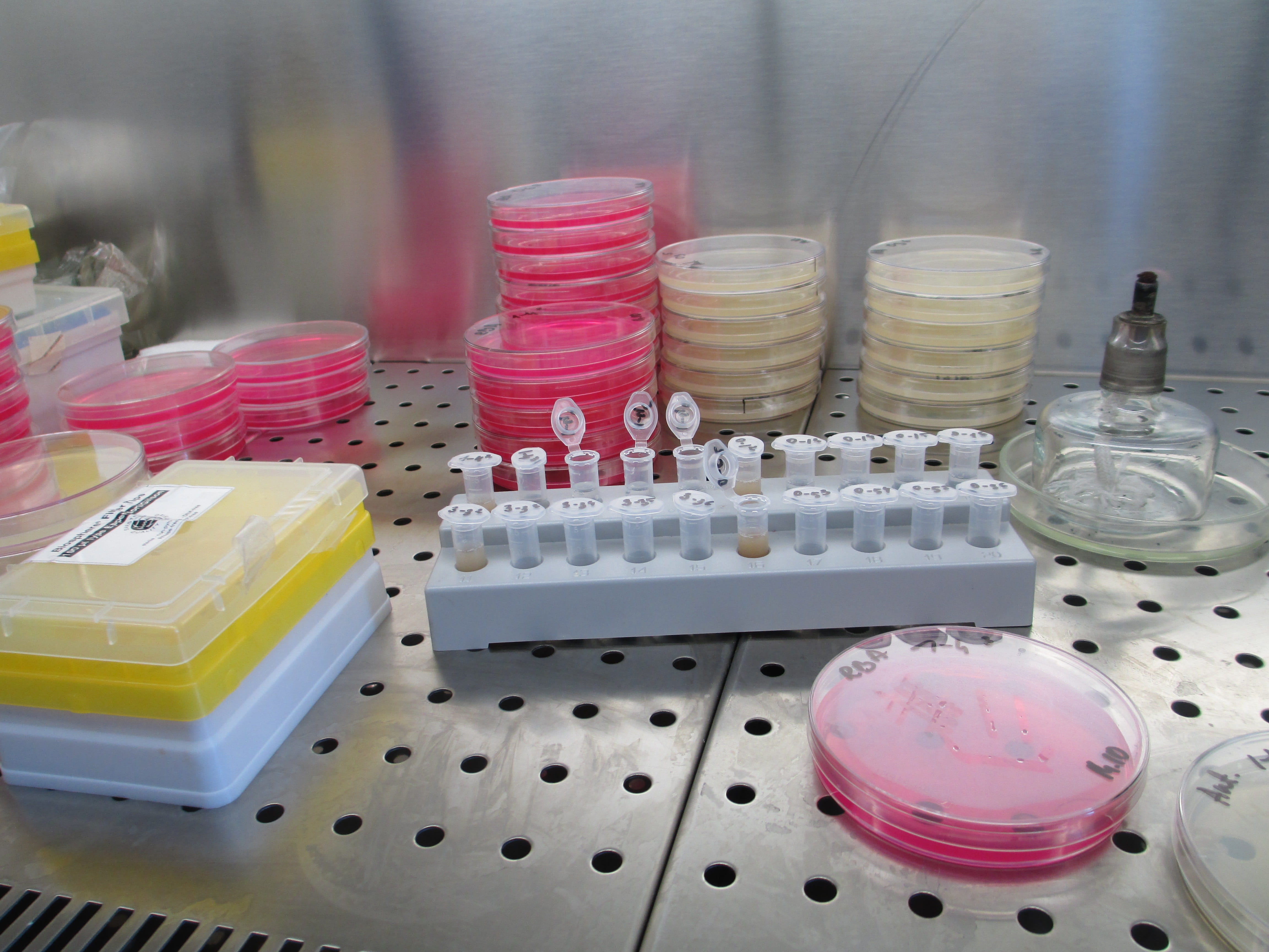 healthcare and medicine, pink color, bacteria, no people, household equipment, industry, bottle, research, science, petri dish, microbiology, agar, still life, HD Wallpaper