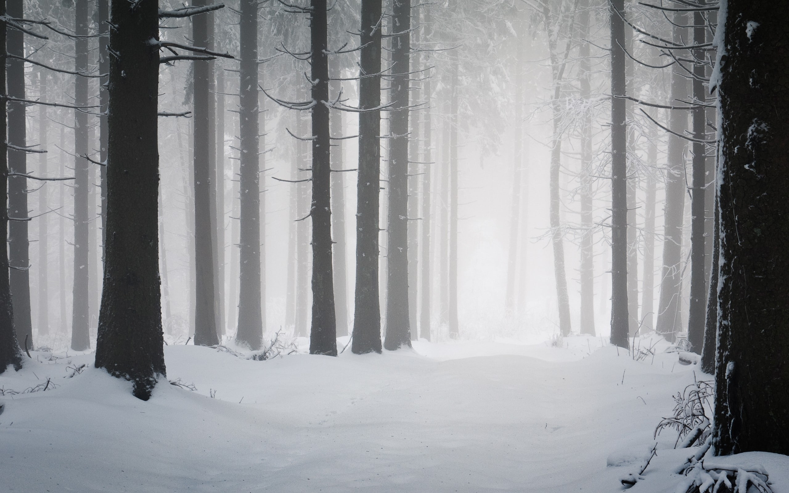 art, snow, Landscapes, hdr, Winter, hd, trees, nordic, 2K, x, forest, abstract, photography, HD Wallpaper