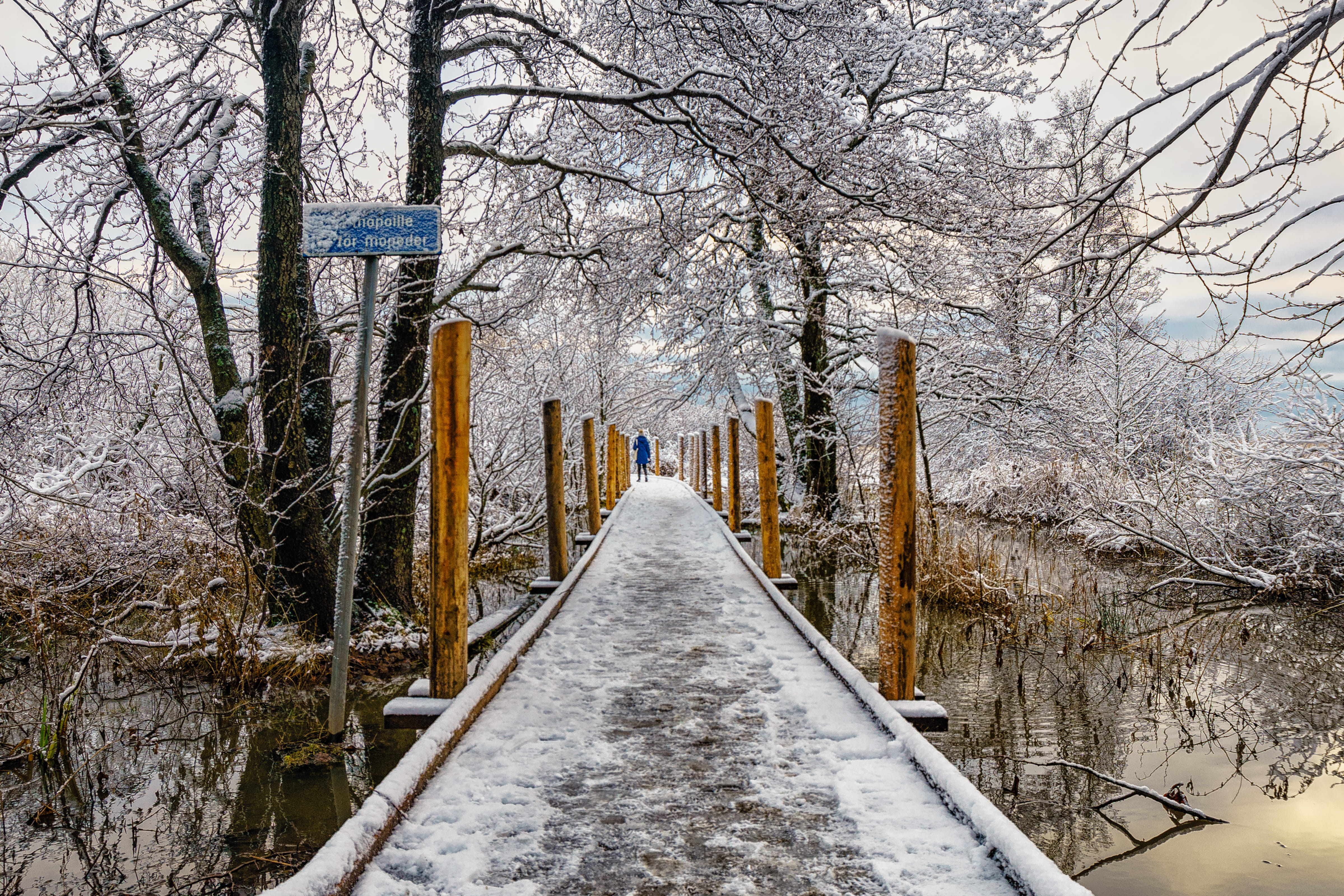 patway, tranquility, day, bare tree, swamp, finland, tree, branch, cold temperature, beauty in nature, people, helsinki, bluw, outdoors, path, HD Wallpaper
