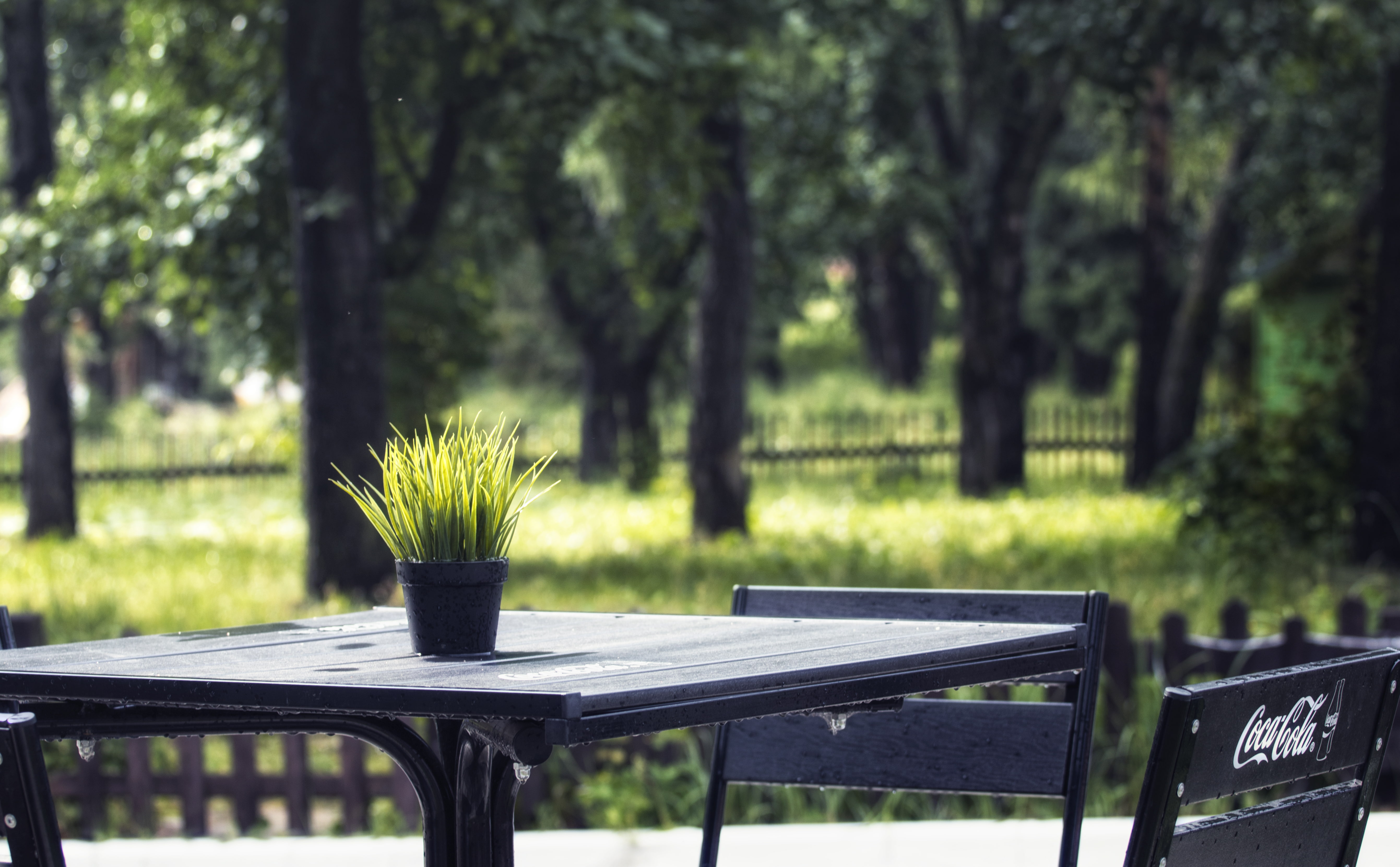 wood - material, selective focus, 5K, empty, plant, green color, cafeteria, land, table, growth, seat, park, day, bench, outdoors, focus on foreground, HD Wallpaper