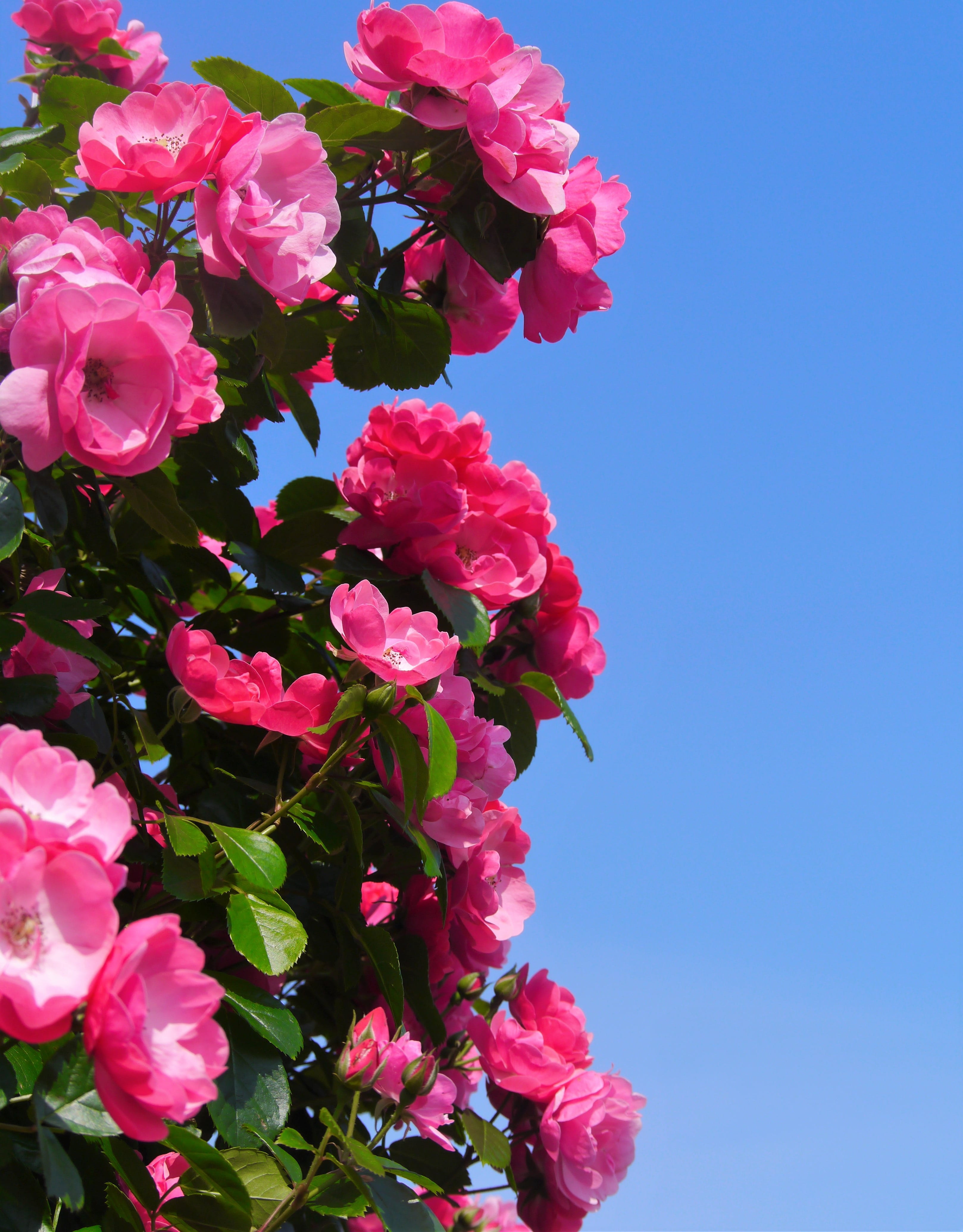 vulnerability, beauty in nature, rose, outdoors, fragility, flower, plant, nature, petal, yokosuka-shi, cherry blossom, blossom, yokosuka, blue, freshness, Phone HD Wallpaper