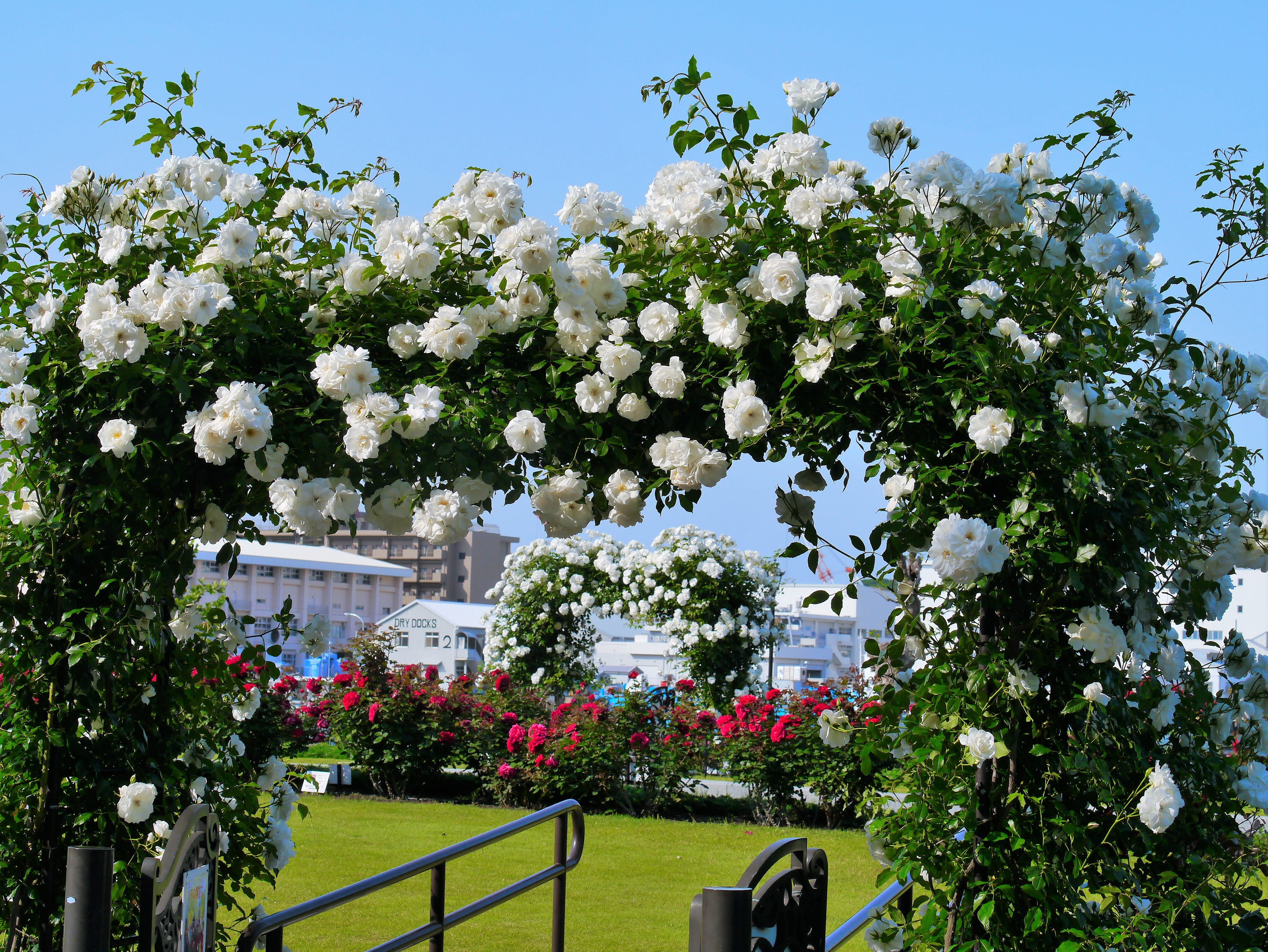 4K, yokosuka-shi, garden, rose, architecture, sea, sky, growth, keikyu, naval base, day, green, verny, francois, arch, France, red, verny park, no people, HD Wallpaper