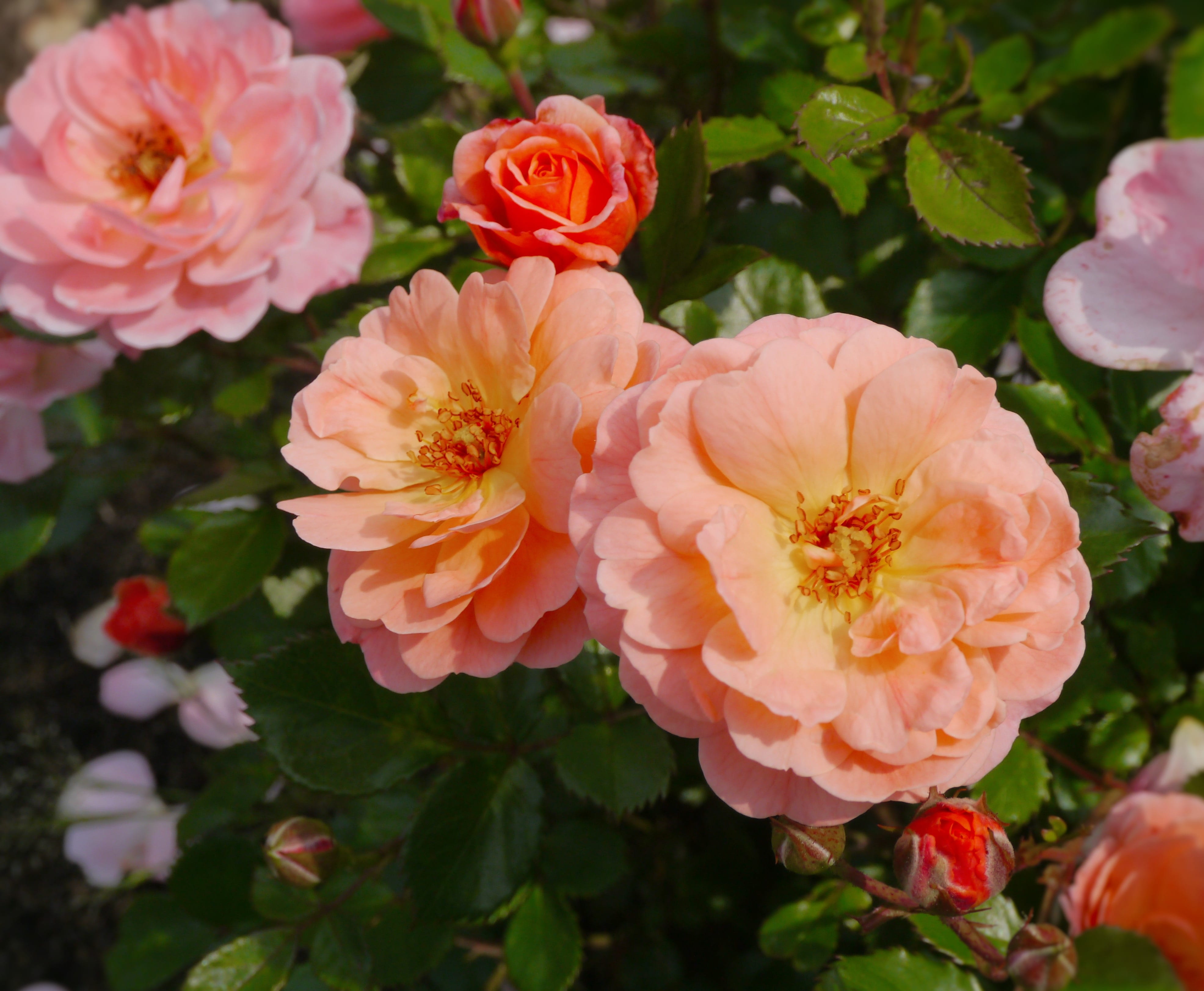 japan, closeup, verny park, Orange, huang, pink, freshness, beauty in nature, kanagawa japan, pink color, flowering plant, green, fragility, flower arrangement, HD Wallpaper