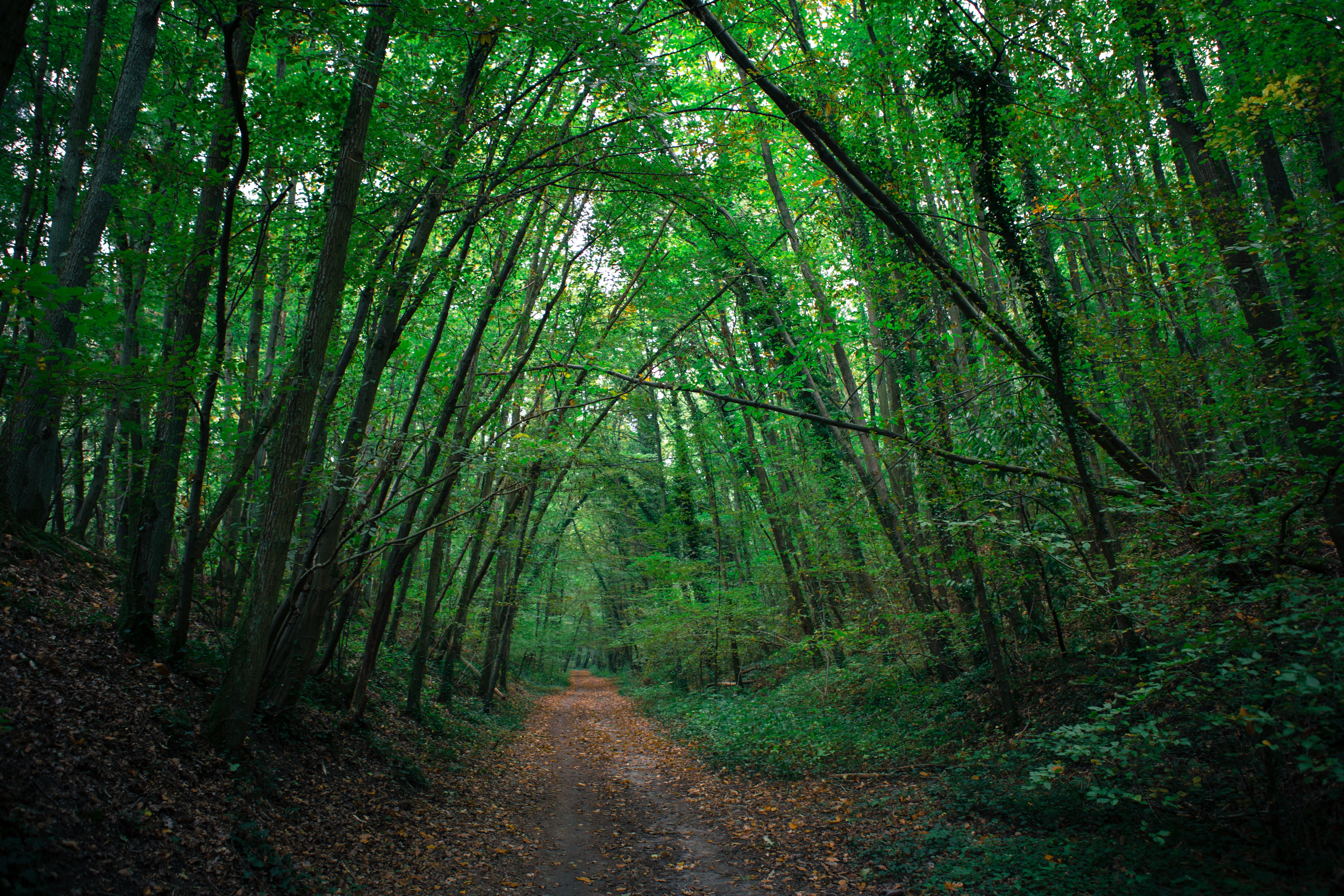 nature, day, diminishing perspective, beauty in nature, no people, plant, 5K, camber, lush foliage, growth, tranquil scene, tree, leaf, trail, dark, non-urban scene, HD Wallpaper