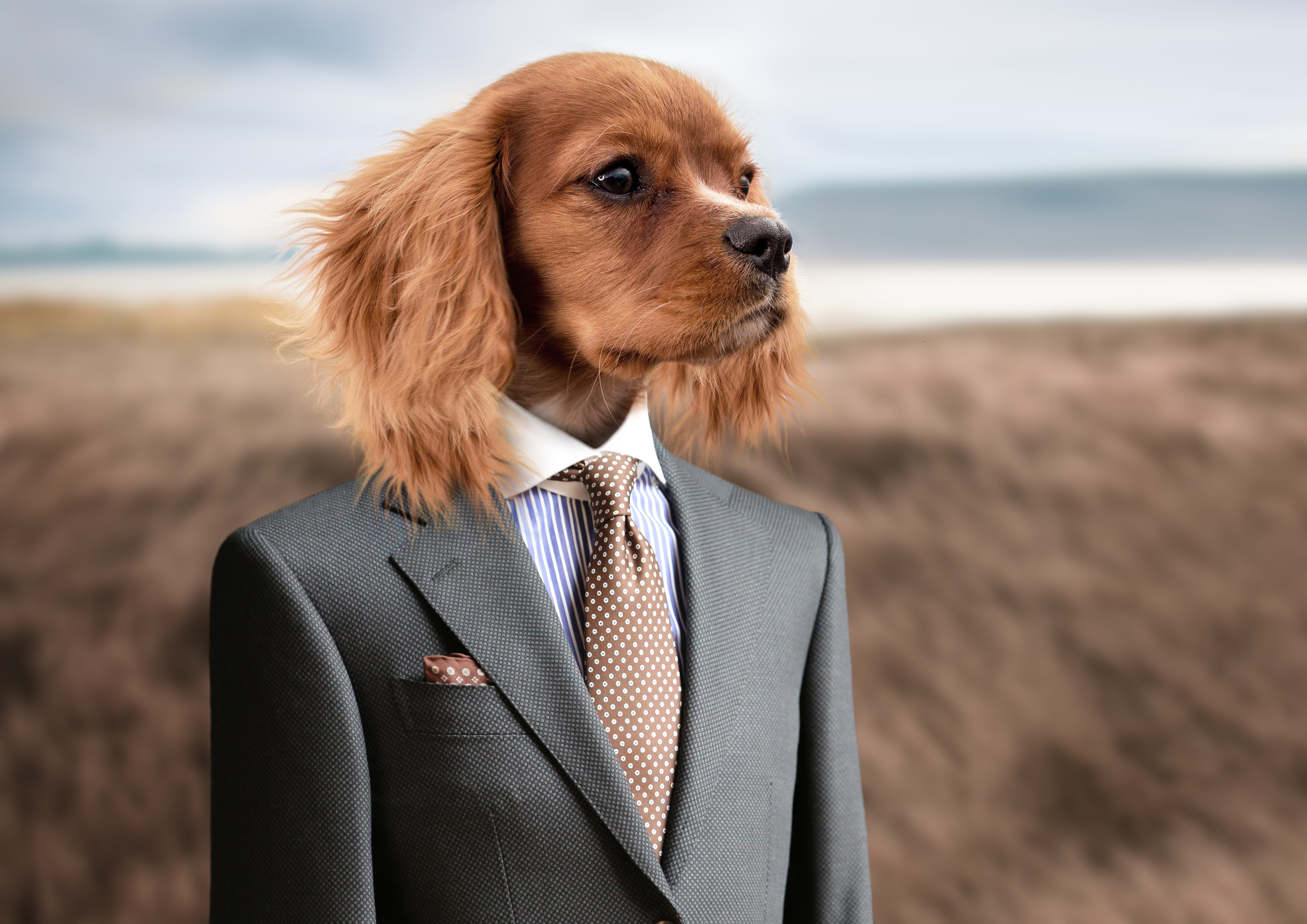 small dog, hundeportrait, well-dressed, one person, portrait, funny, coat, standing, suit, menswear, puppy, focus on foreground, tie, animal, one animal, HD Wallpaper