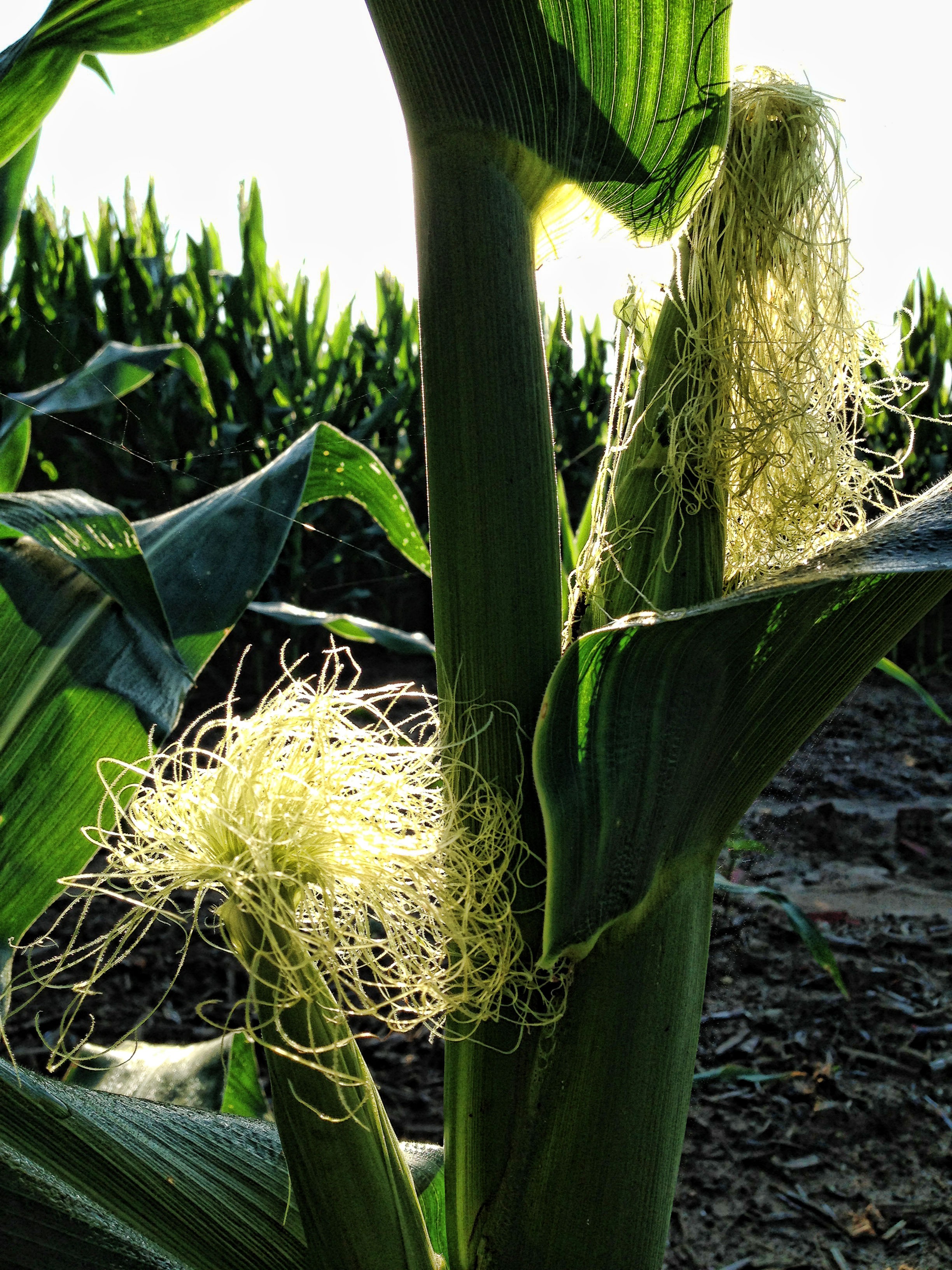 rural scene, land, outdoors, stalk, beauty in nature, plant, nature, agriculture, leaf, sunlight, close-up, growth, food, corn, green color, 2K, corn cob, Phone HD Wallpaper