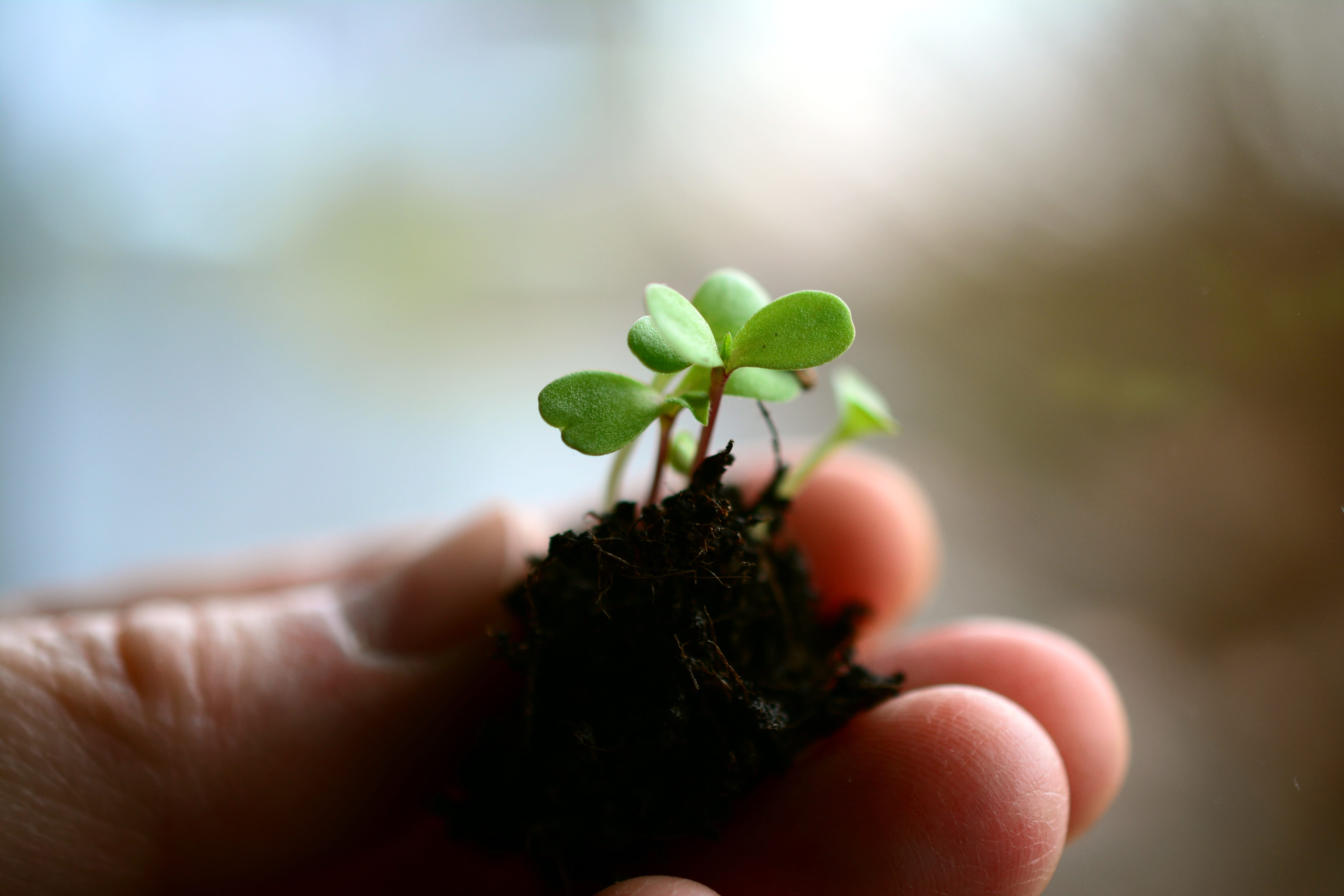 one person, flowerpot, growth, garden soil, sow, protect, new life, focus on foreground, small, seedling, hobby gardener, care, vulnerability, finger, leaf, HD Wallpaper