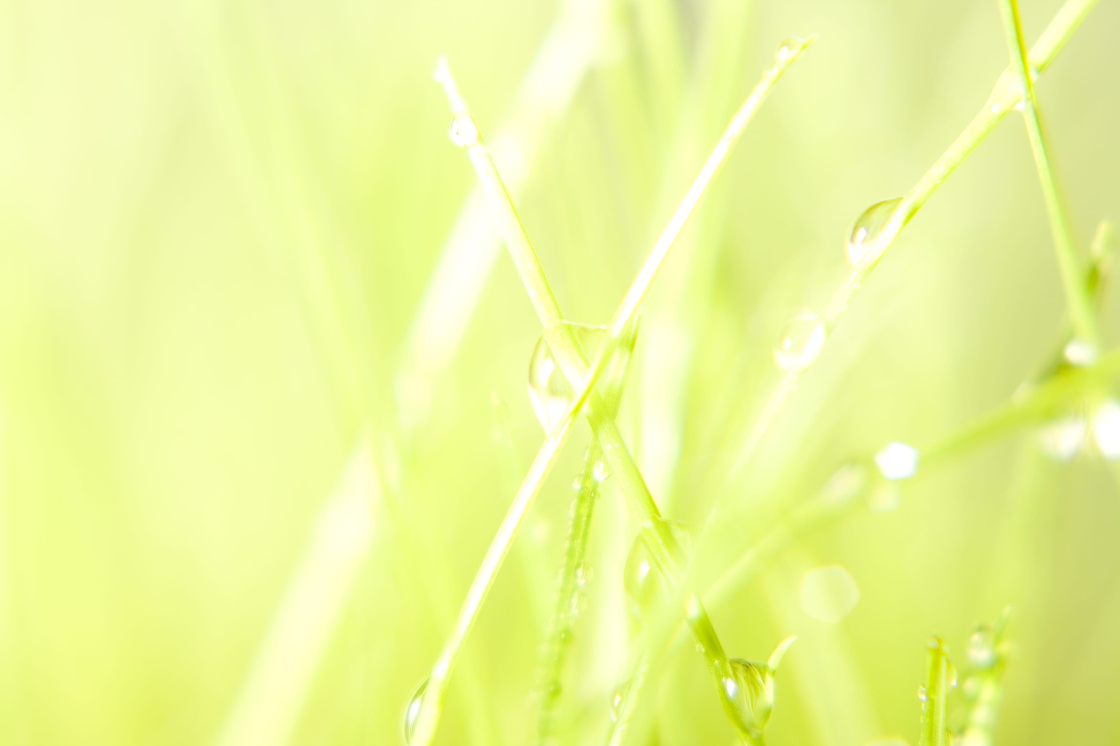 beauty in nature, summer, vibrant color, tortuous, bright, care, raindrop, grass, clear, selective focus, outdoors, close-up, blade, rain, domestic, springtime, HD Wallpaper