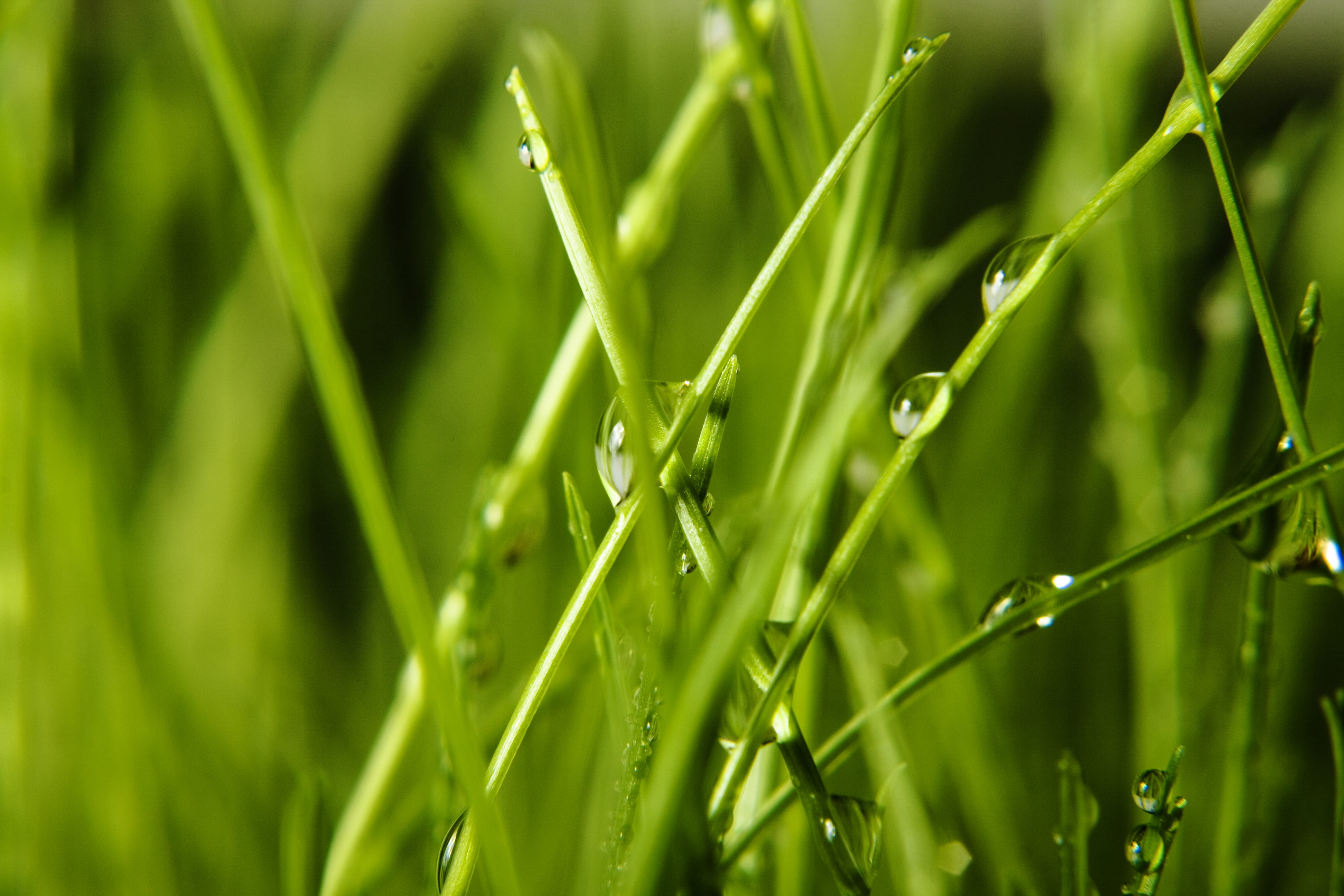 growth, up, drop, blade of grass, fly, plant, sprinkling, weather, fresh, sward, field, eco, beauty in nature, summer, blade, land, rain, driblet, domestic, HD Wallpaper