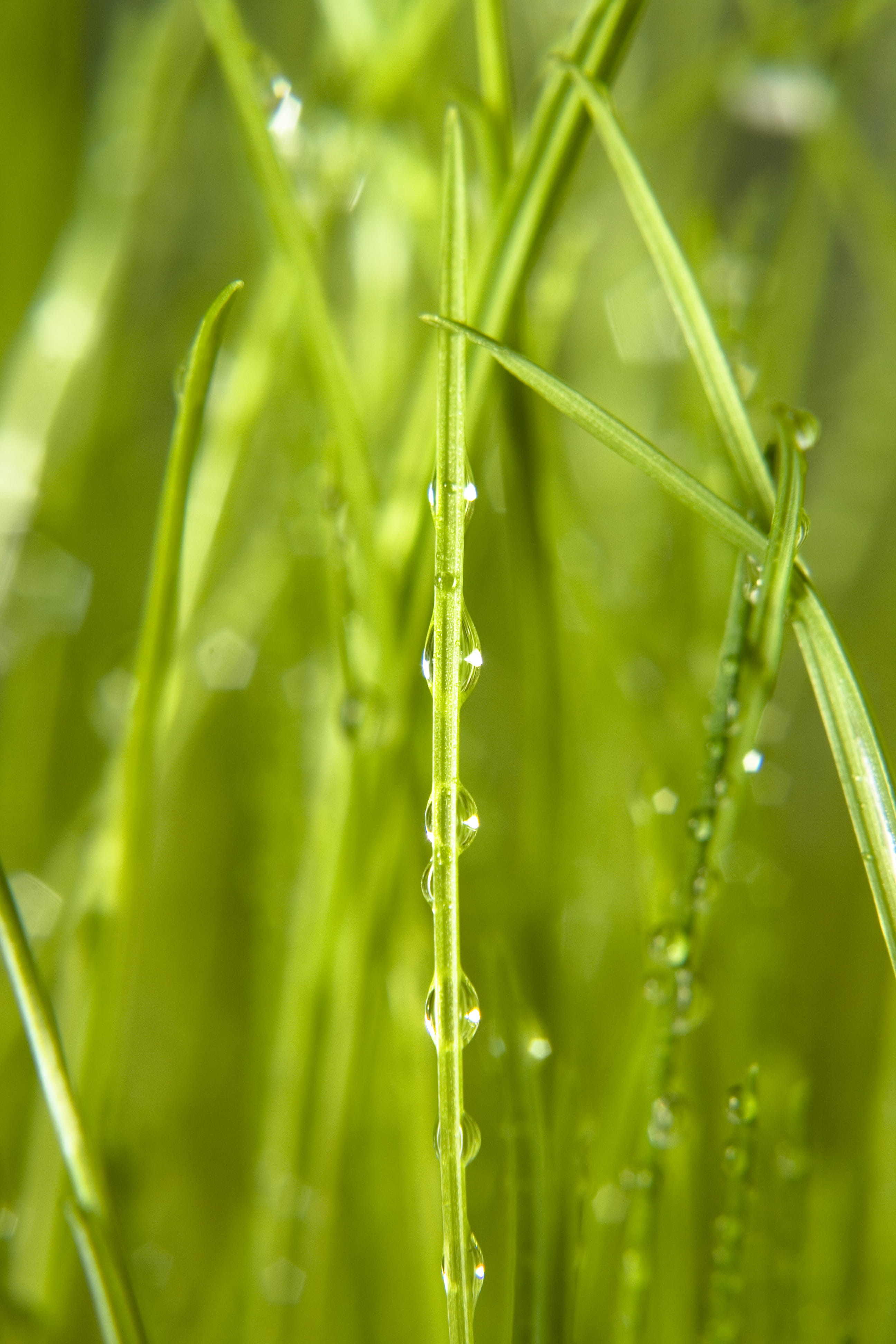 summer, textured, health, environmental, herb, plant, meadow, no people, outdoors, rain, 4K, up, care, growth, day, field, fresh, grass, leaf, freshness, Phone HD Wallpaper