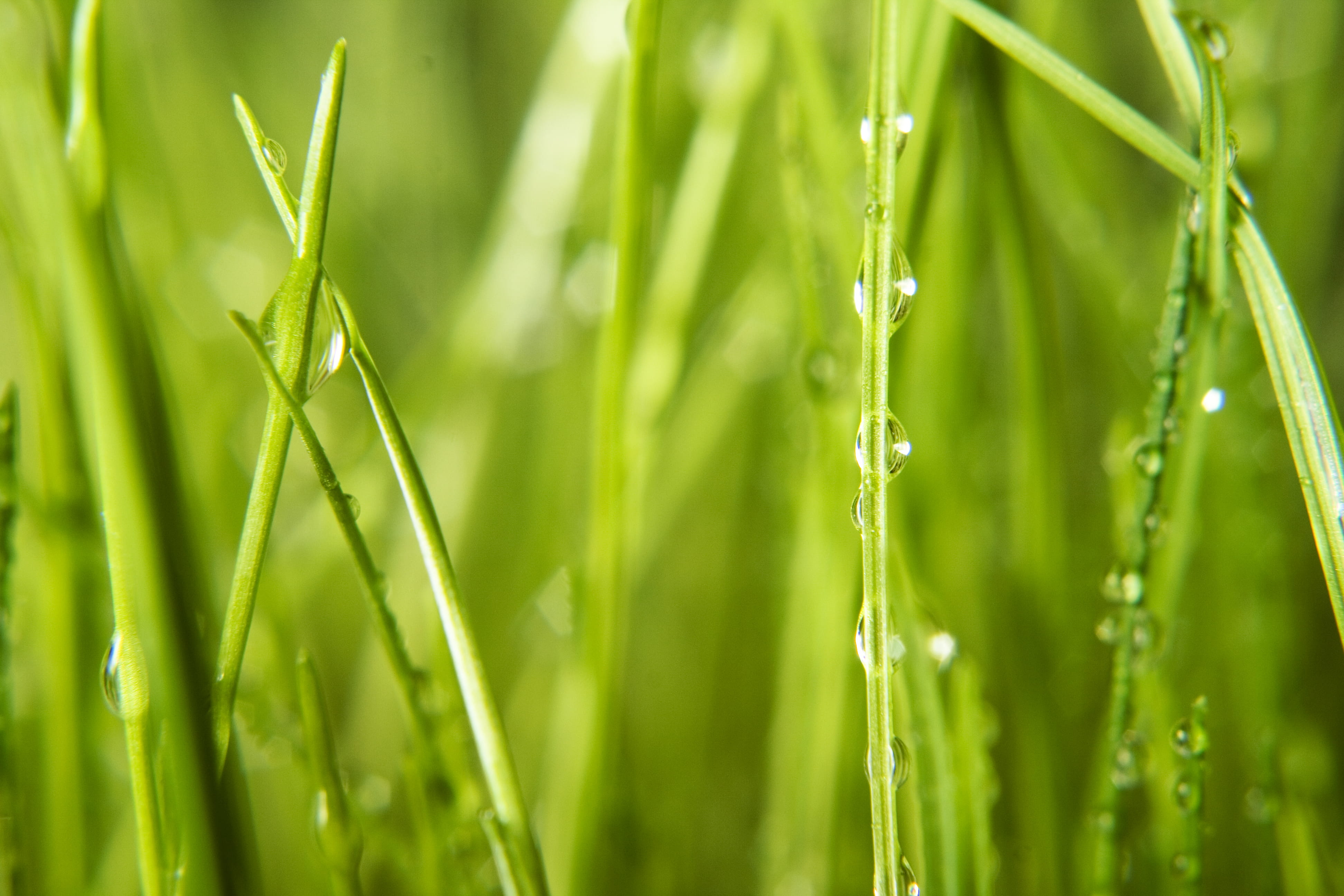 care, no people, environmental, background, grass, up, wet, green, domestic, growth, summer, macro, sprinkling, nature, bubble, rain, beauty in nature, HD Wallpaper