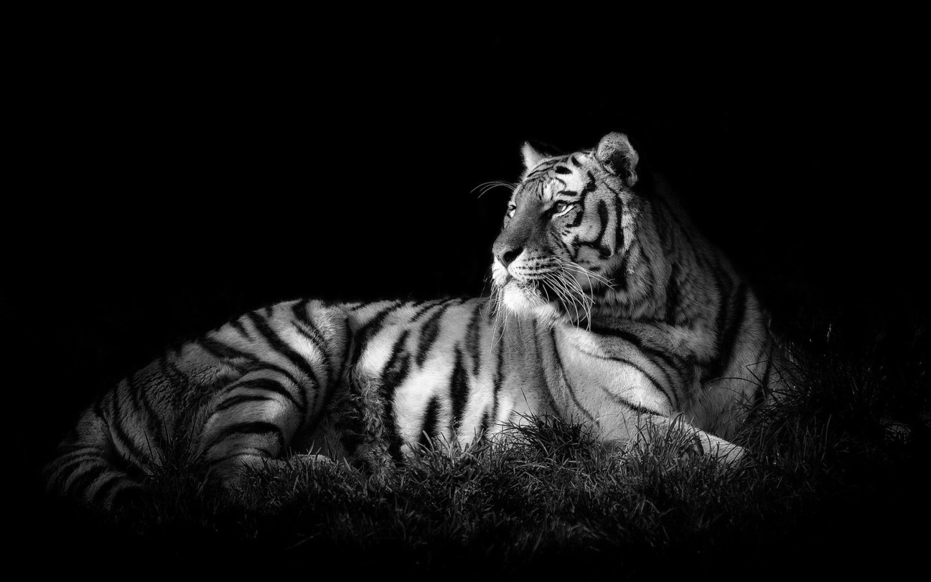1080P, whisker, domestic animals, mammal, carnivora, nature, animal, one animal, animal themes, feline, animals, monochrome, black background, animal wildlife, HD Wallpaper