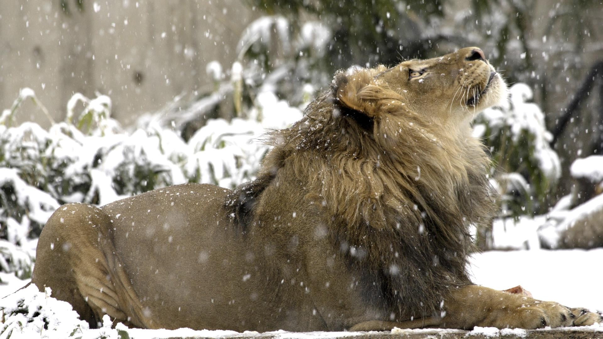 tree, animals in the wild, mammal, herbivorous, animal, day, snowing, outdoors, no people, animal themes, snow, nature, adult, one animal, vertebrate, focus on foreground, HD Wallpaper