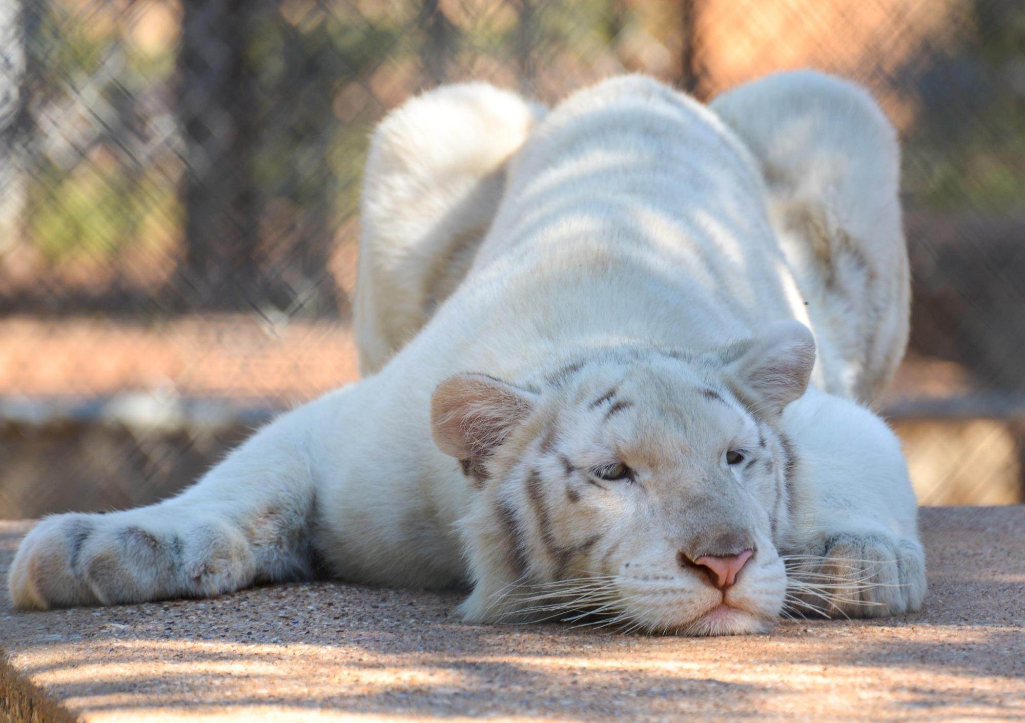 lies, albino, baby, tiger, 1080P, predator, HD Wallpaper