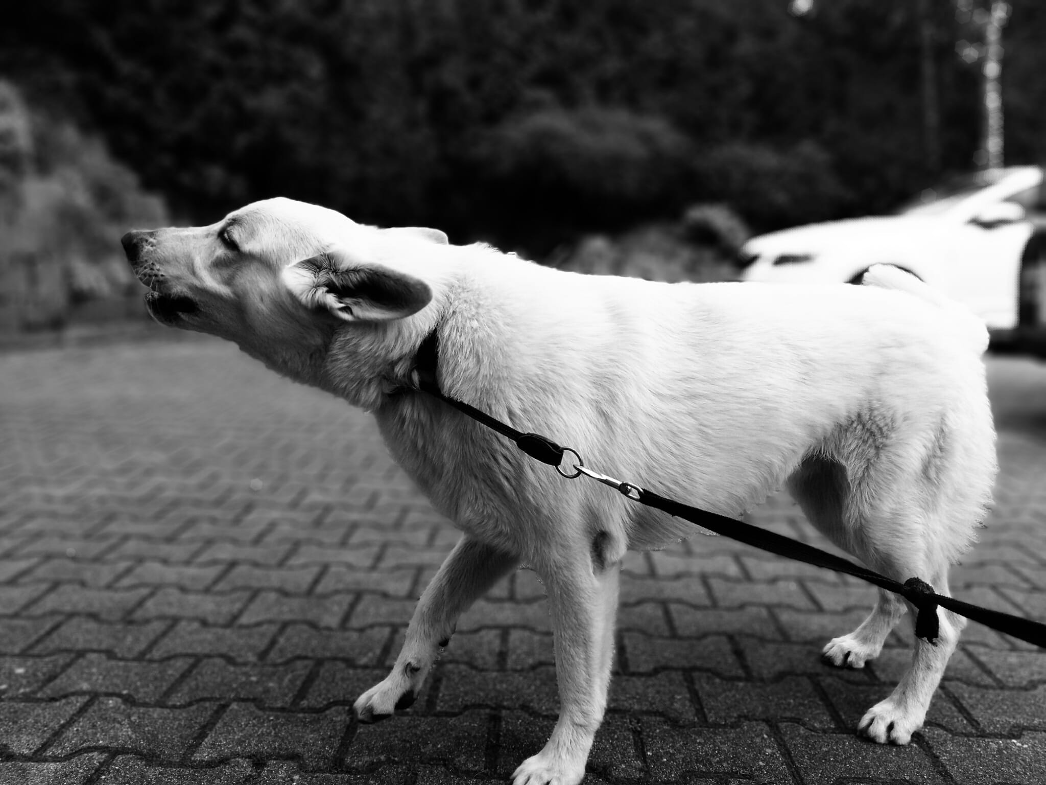 winter, one animal, young, bark, canine, standing, enraged, domestic animals, teeth, White, vertebrate, pavement, mad, focus on foreground, growling, dog, HD Wallpaper