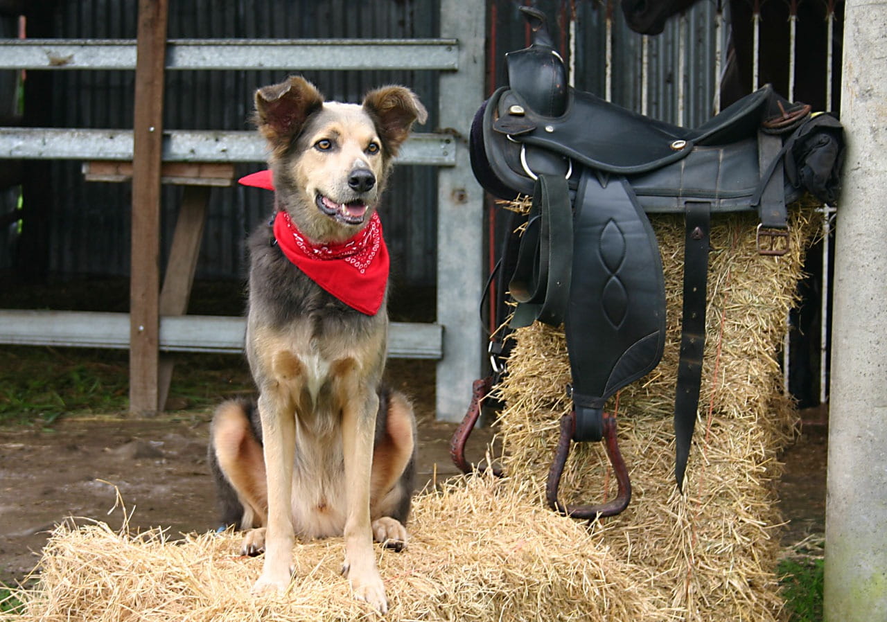 day, no people, plant, portrait, leather, ranch, horse, looking at camera, western, dog, hays, outdoors, brown, grass, canine, built structure, beside, HD Wallpaper