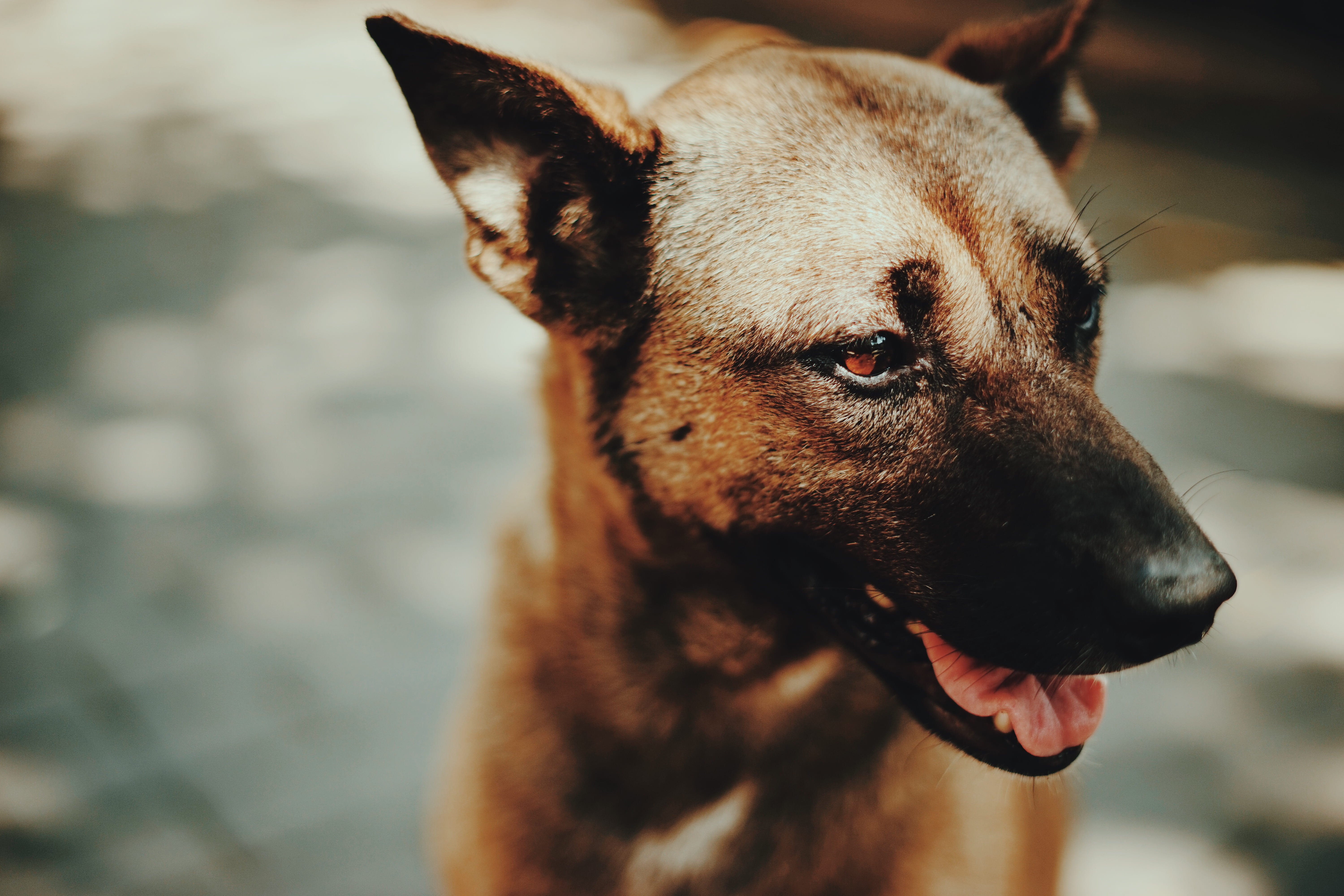 photo, close-up, dog, animal head, no people, vet, 5K, black, domestic animals, purebred dog, mouth open, canine, animal mouth, animal themes, german shepherd, HD Wallpaper