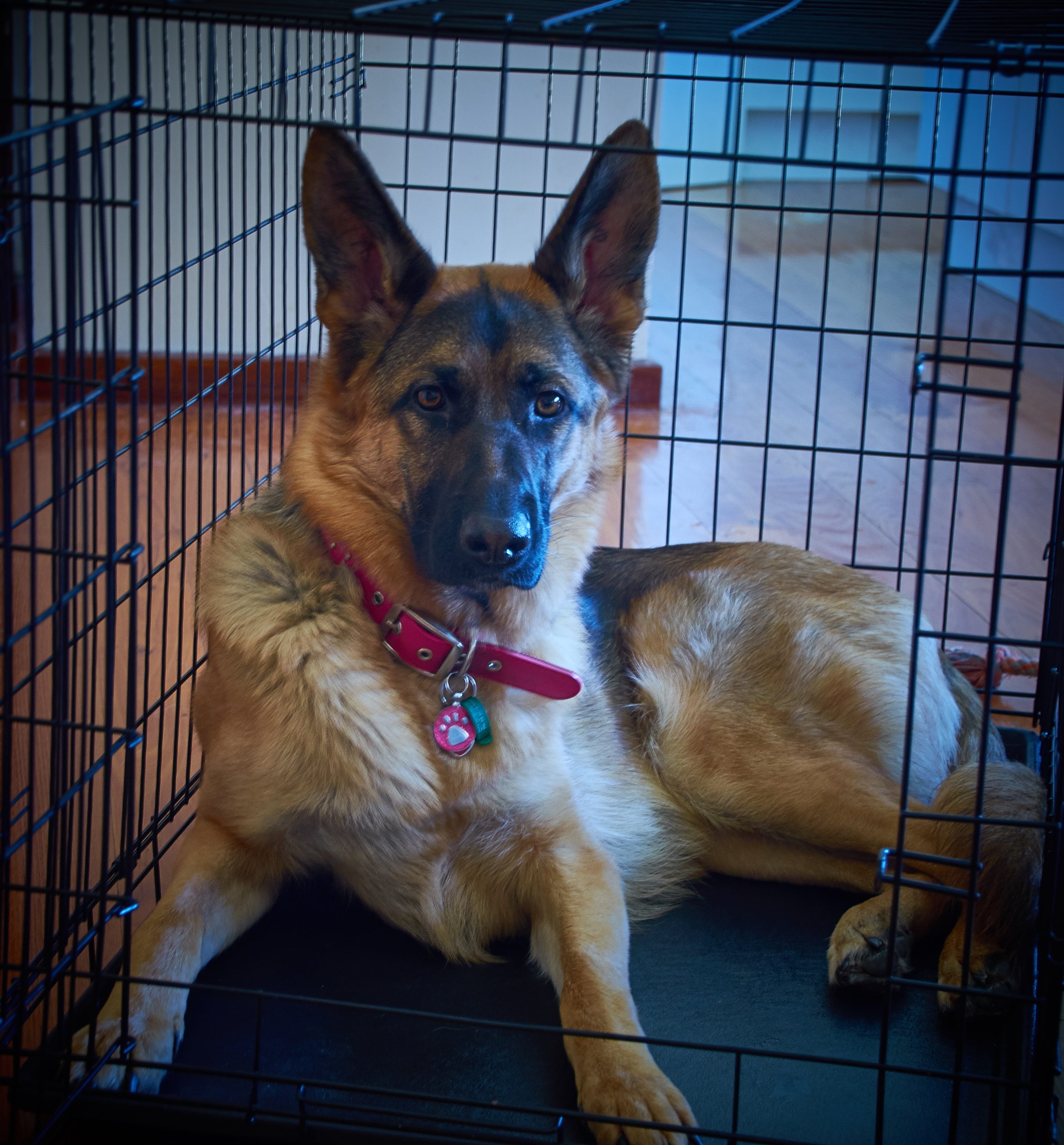 one animal, working, black, metal, cage, canine, adult, sitting, portrait, pet, healthy, looking at camera, brown, shepherd, vertebrate, alsatian, gsd, Phone HD Wallpaper