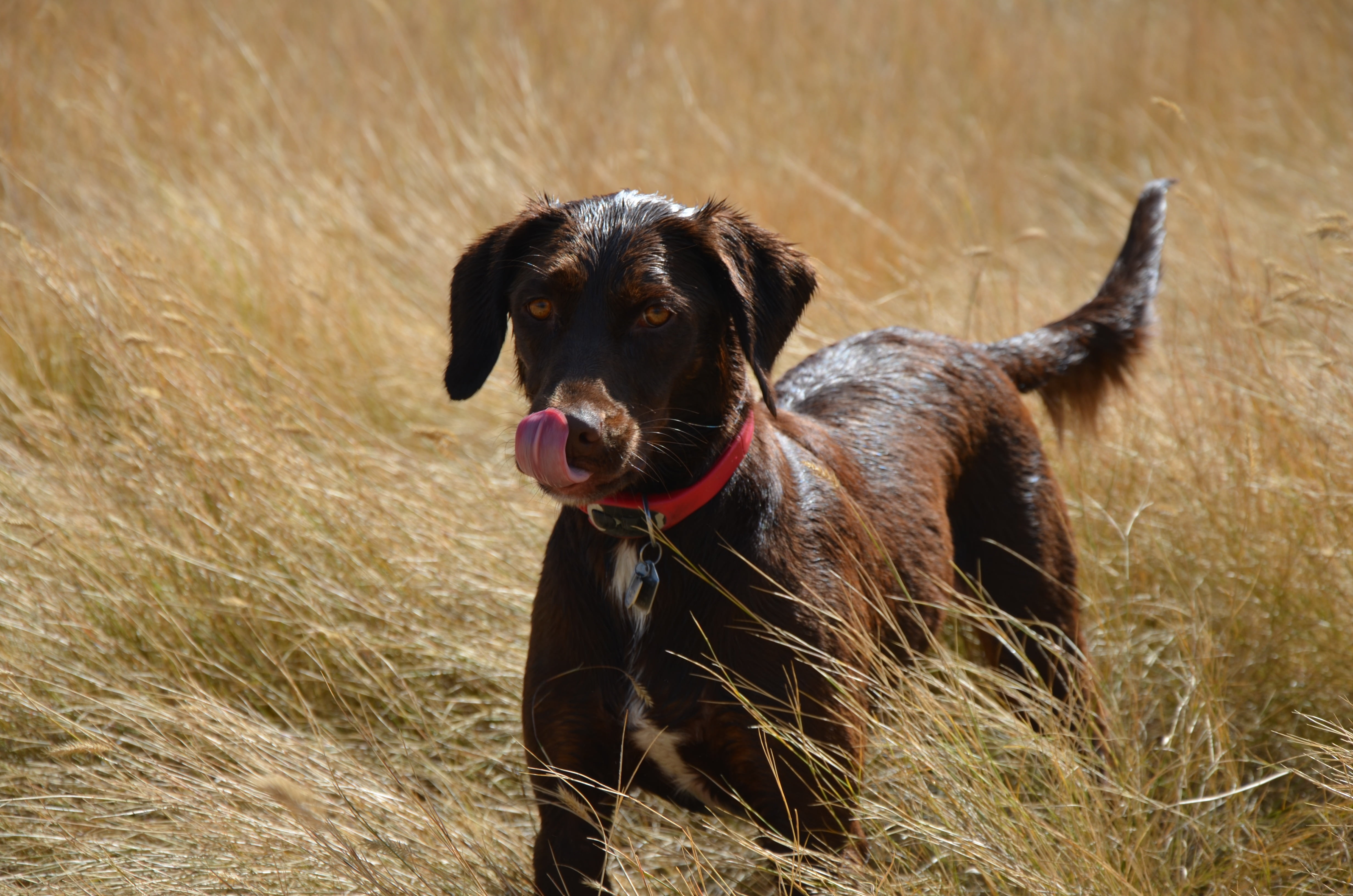 animal, no people, bird dog, canine, one animal, sticking out tongue, dog, shorthair, obedient, nature, grass, plant, wrinkle, breed, doggie, companion, HD Wallpaper