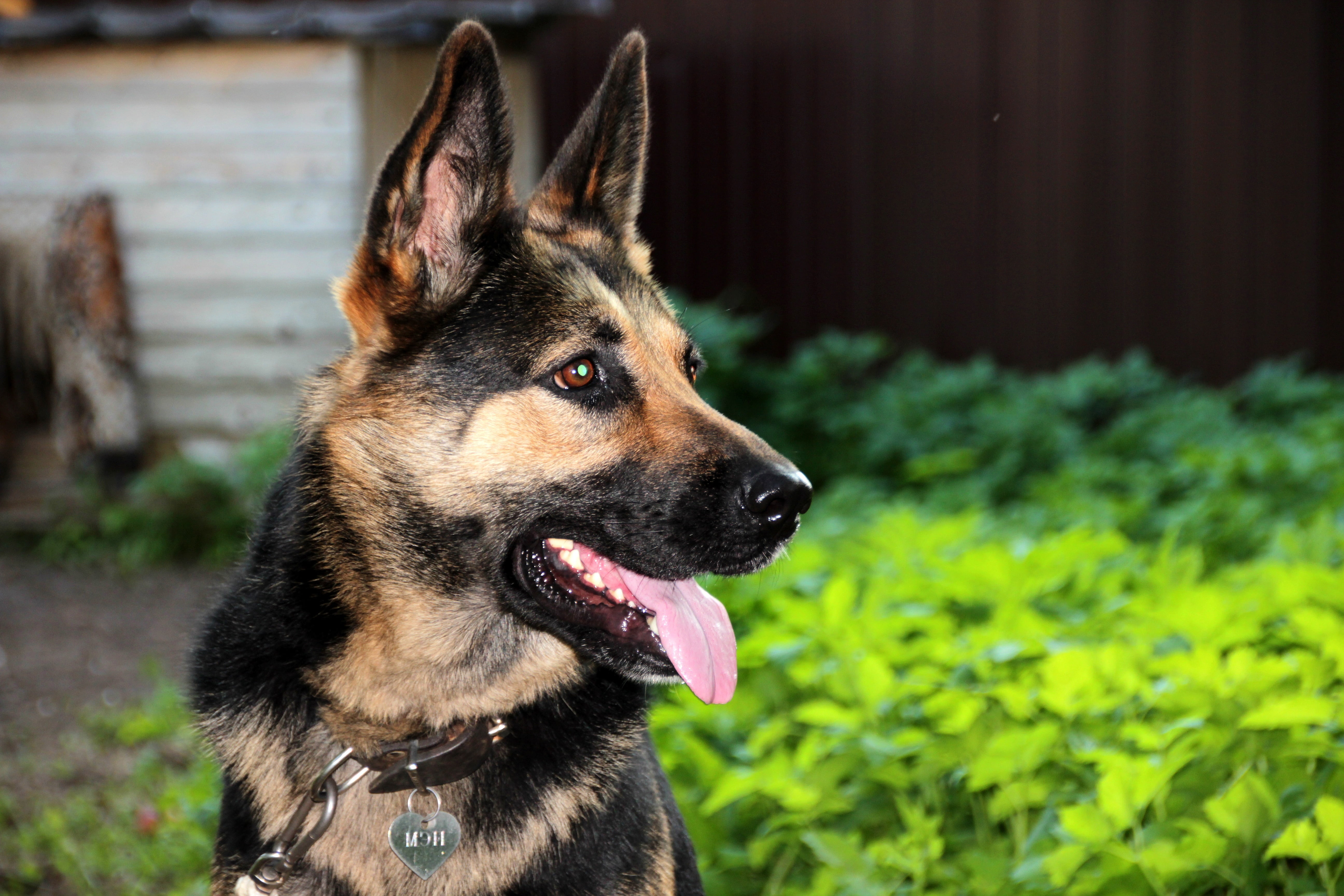 animal mouth, pet collar, question, eyes, purebred Dog, looking, canine, sheepdog, brown, mouth open, shepherd, domestic, focus on foreground, sticking out tongue, HD Wallpaper