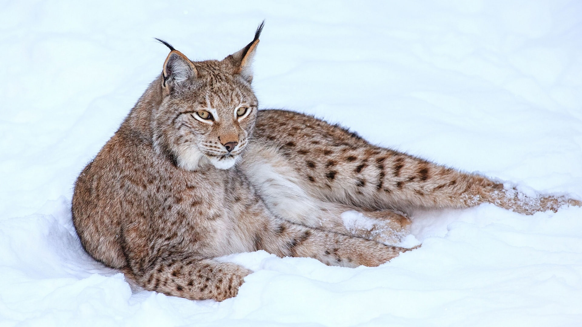 1080P, Winter, black, brown, Snow, Lynx, bobcat, HD Wallpaper