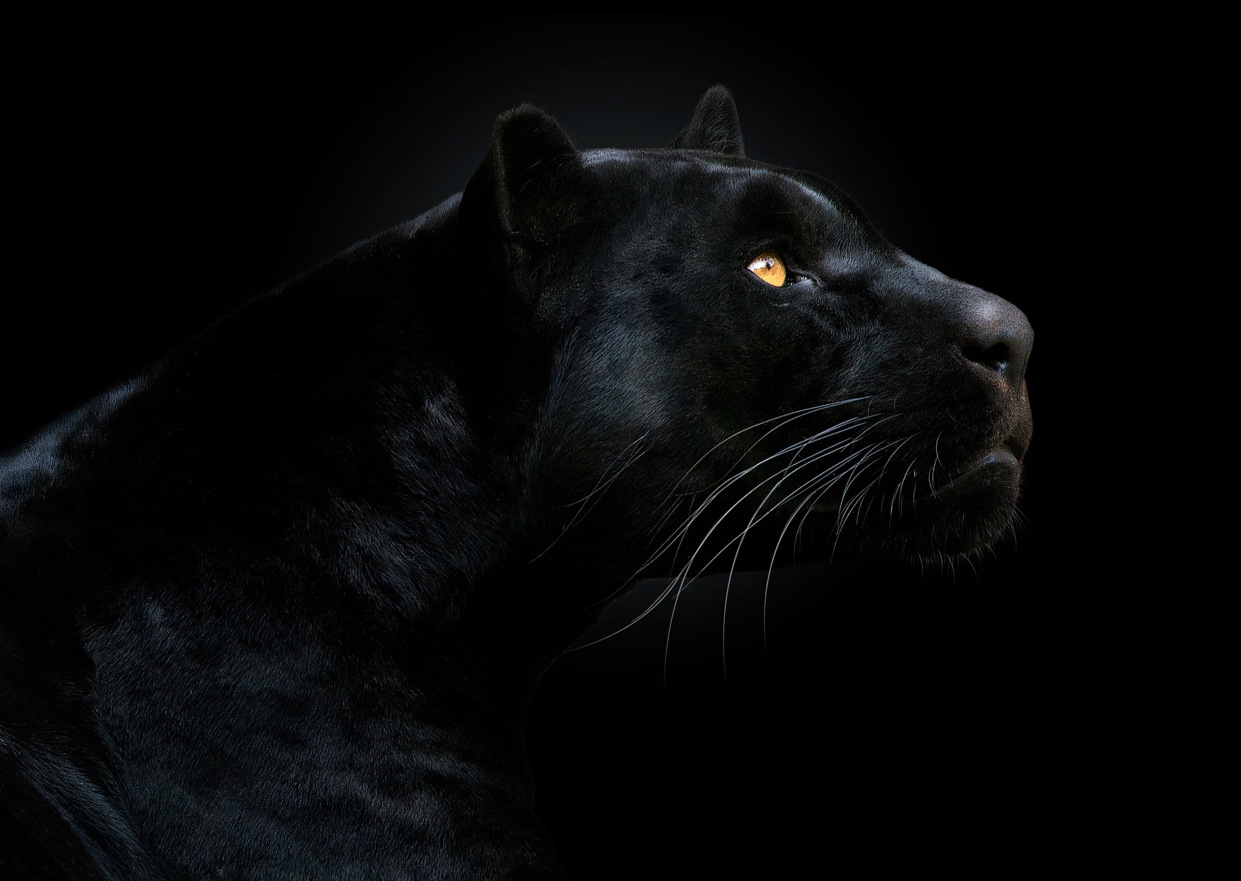 portrait, whisker, isolated On Black, the dark background, one Animal, profile view, dog, fur, Panther, dark, canine, animal, staring, purebred dog, pets, HD Wallpaper
