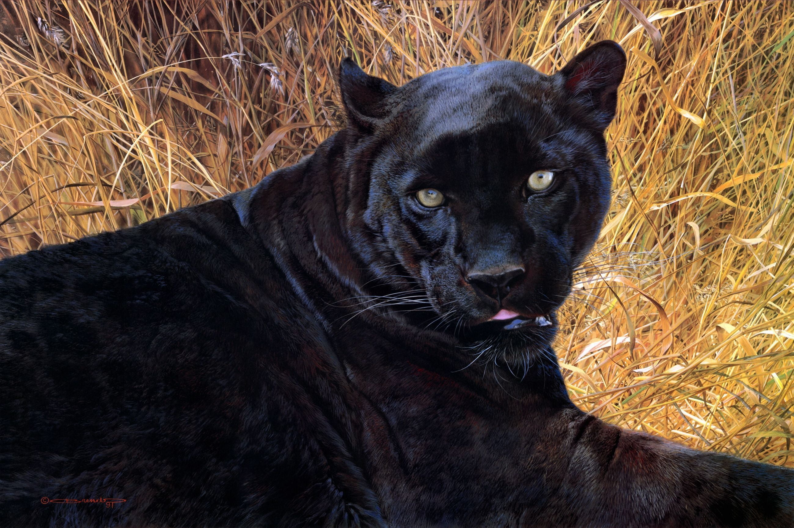 aggression, animal Eye, day, portrait, black, land, face, domestic, 2K, big Cat, animals In The Wild, relaxation, nature, whisker, vertebrate, animal wildlife, HD Wallpaper