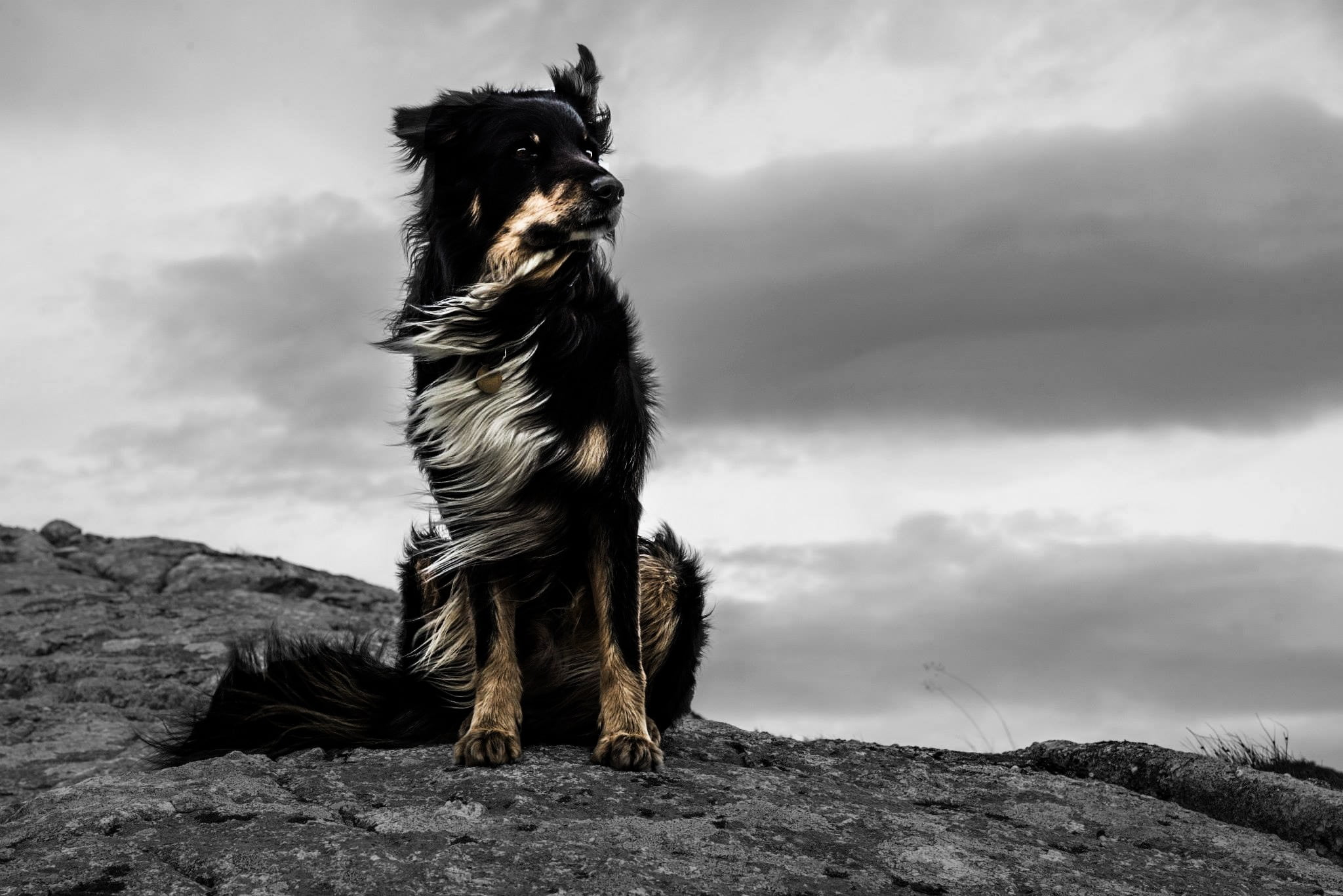 domestic animals, vertebrate, dog, sky, pets, windy, cloud - sky, mammal, white, 1080P, sepia, nature, day, canine, looking, looking away, one animal, HD Wallpaper