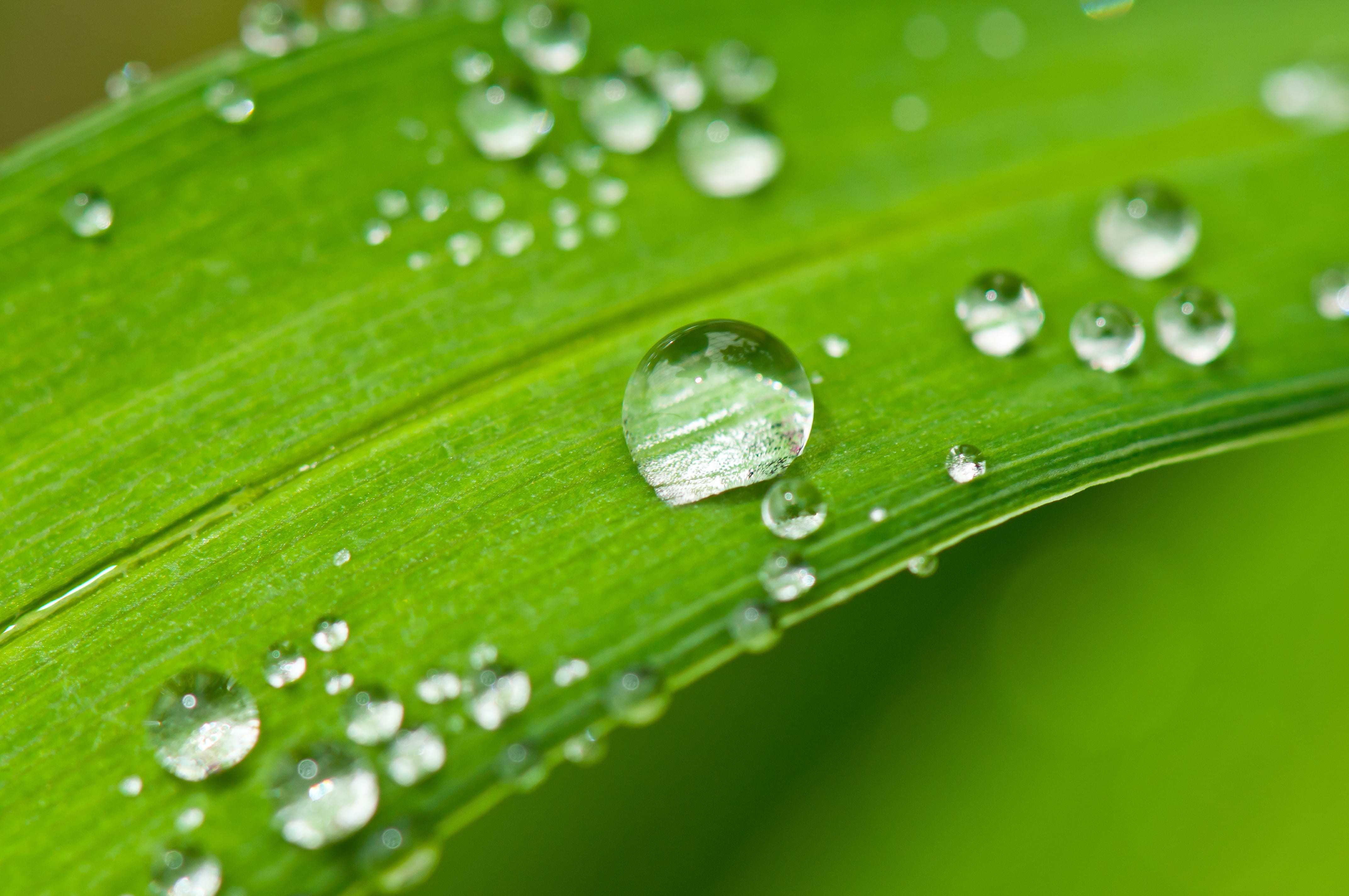 dewdrop, rain, exoticism, close-up, dew, clear, wet, raindrop, beauty in nature, feel at home, wellness, relax, halm, selective, therapy, beads, photograph, HD Wallpaper