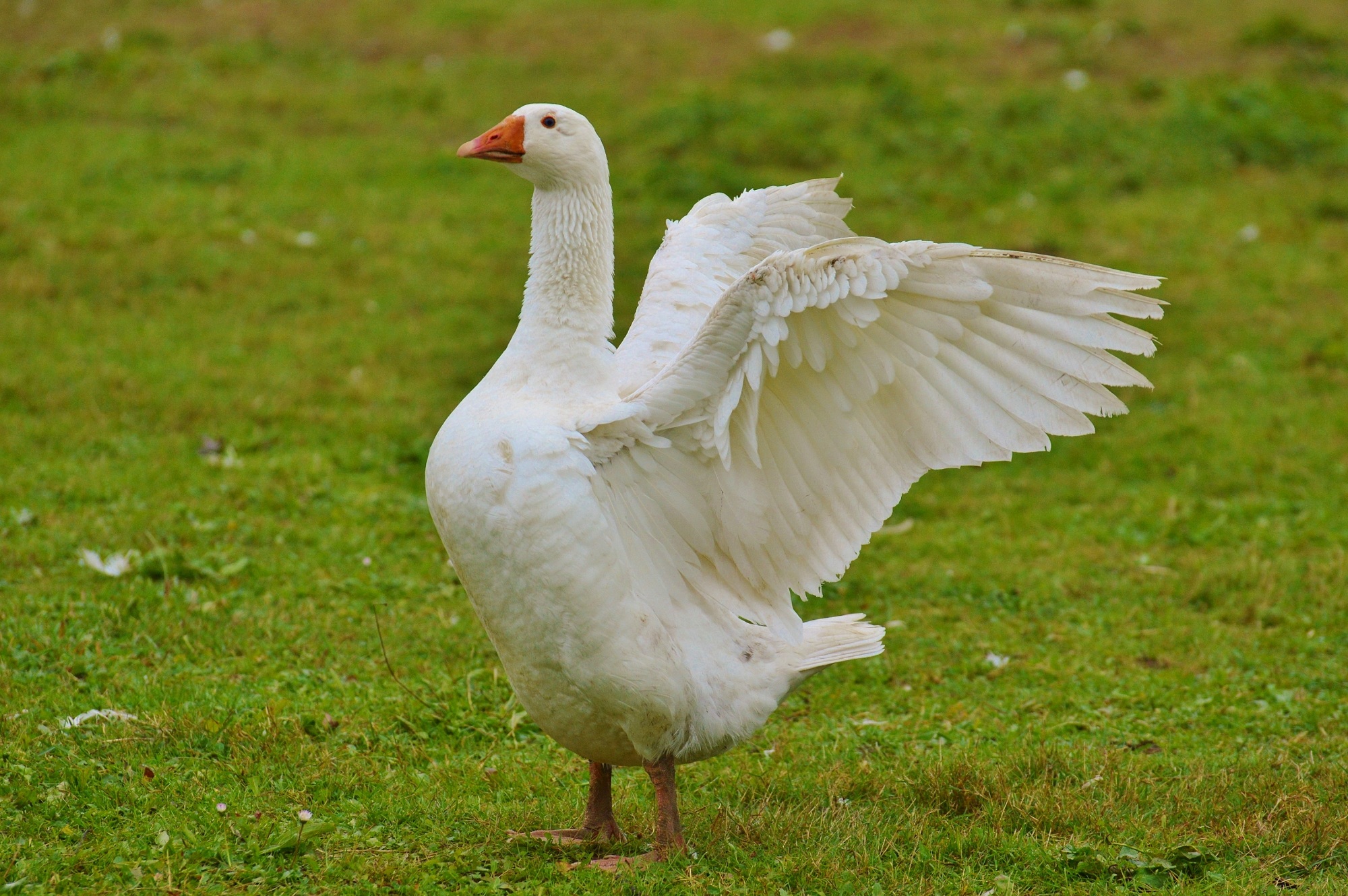 meadow, focus on foreground, domestic goose, no people, outdoors, vertebrate, animals in the wild, plant, day, plumage, livestock, flapping, 1080P, cute, HD Wallpaper