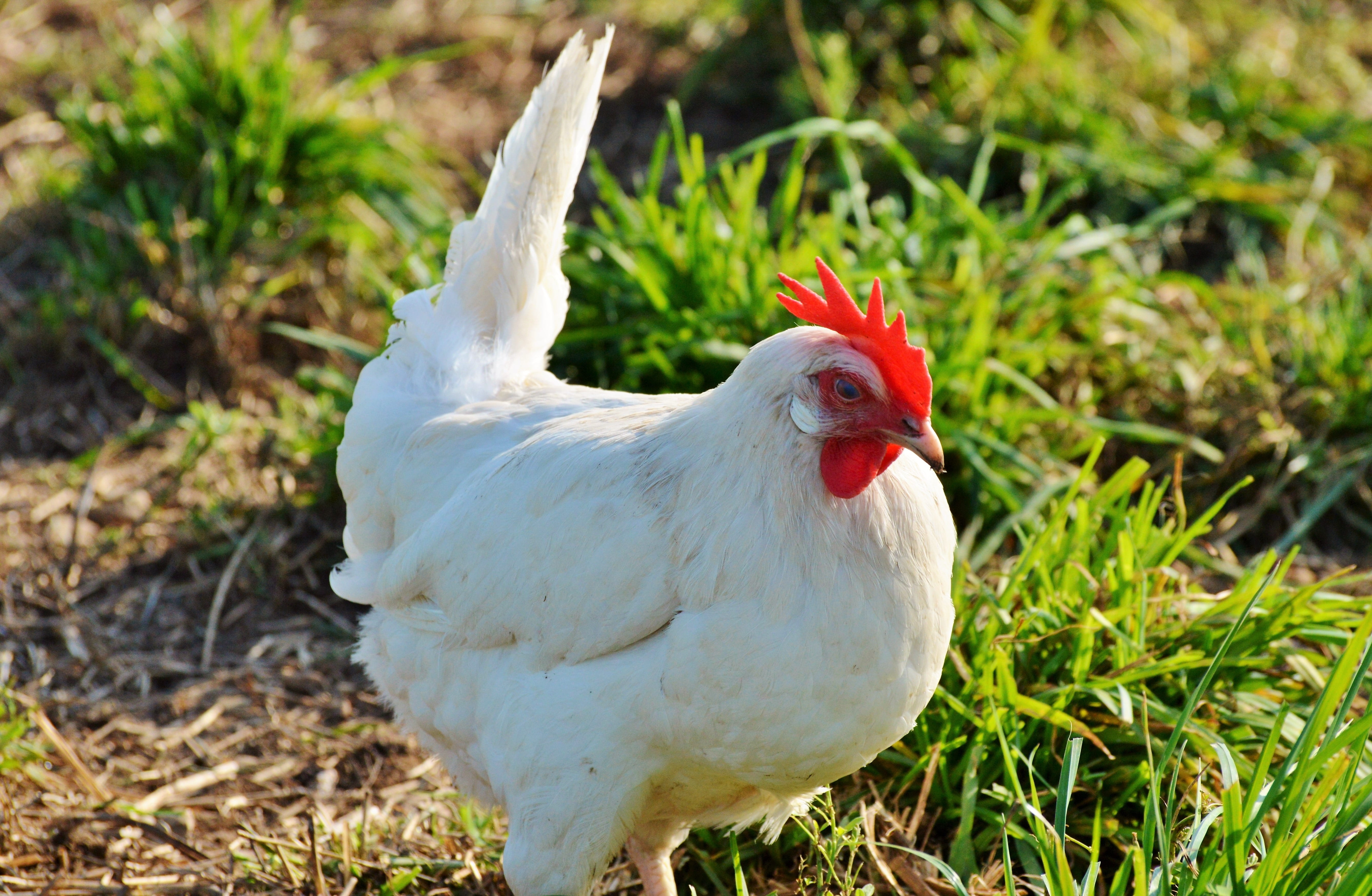 day, chicken, domestic animals, animal, nature, farm, one animal, no people, outdoors, rooster, animal themes, mammal, agriculture, 5K, grass, livestock, HD Wallpaper