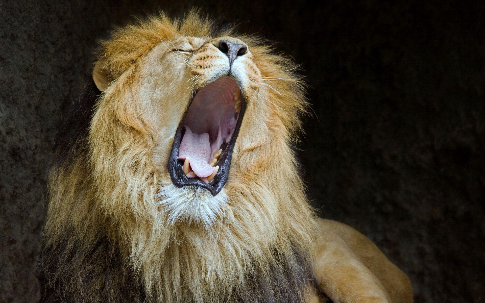desktop, 1080P, photo, predator, cats, lions, lion, mouth, HD Wallpaper