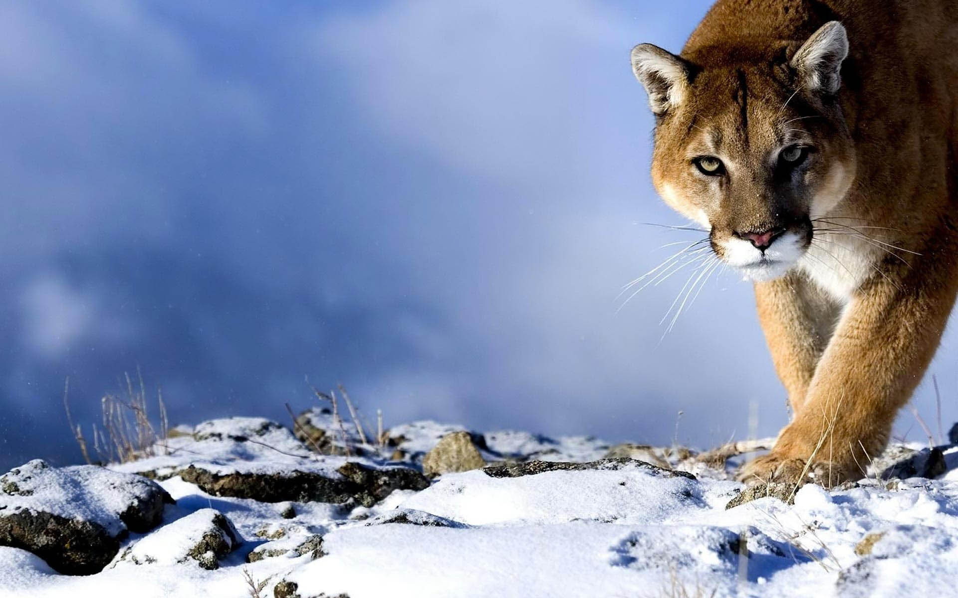 king, 1080P, lion, power, mountain, snow, mountain lion, winter, HD Wallpaper