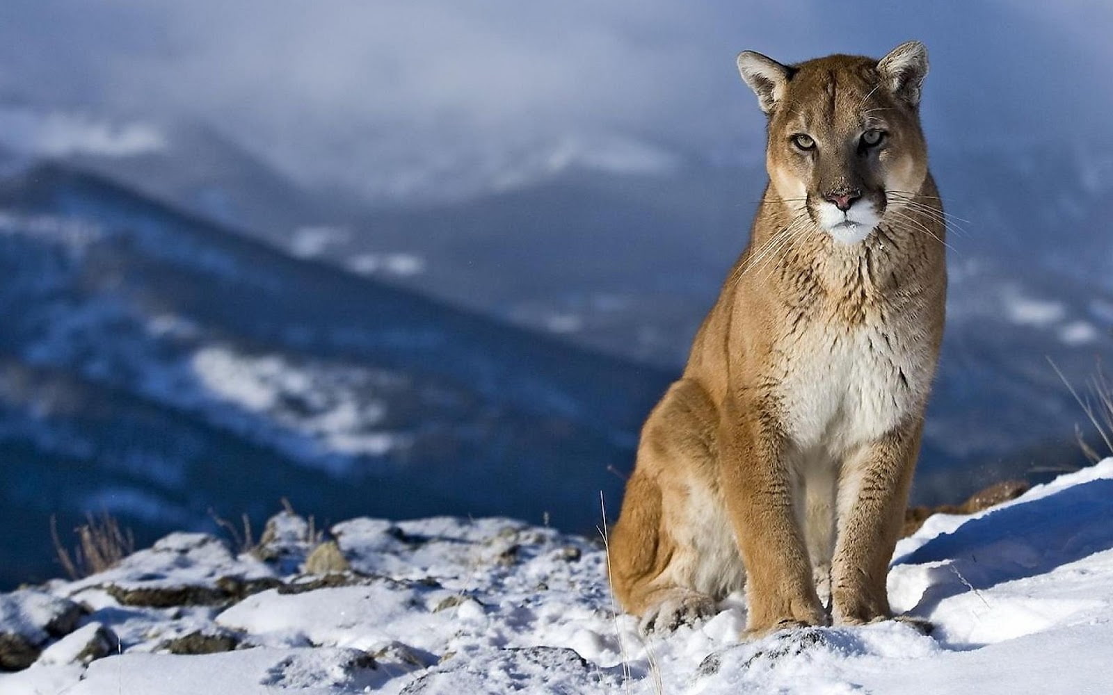 720P, photo, power, mountain lion, wild, king, mountain, life, animal, lion, snow, HD Wallpaper