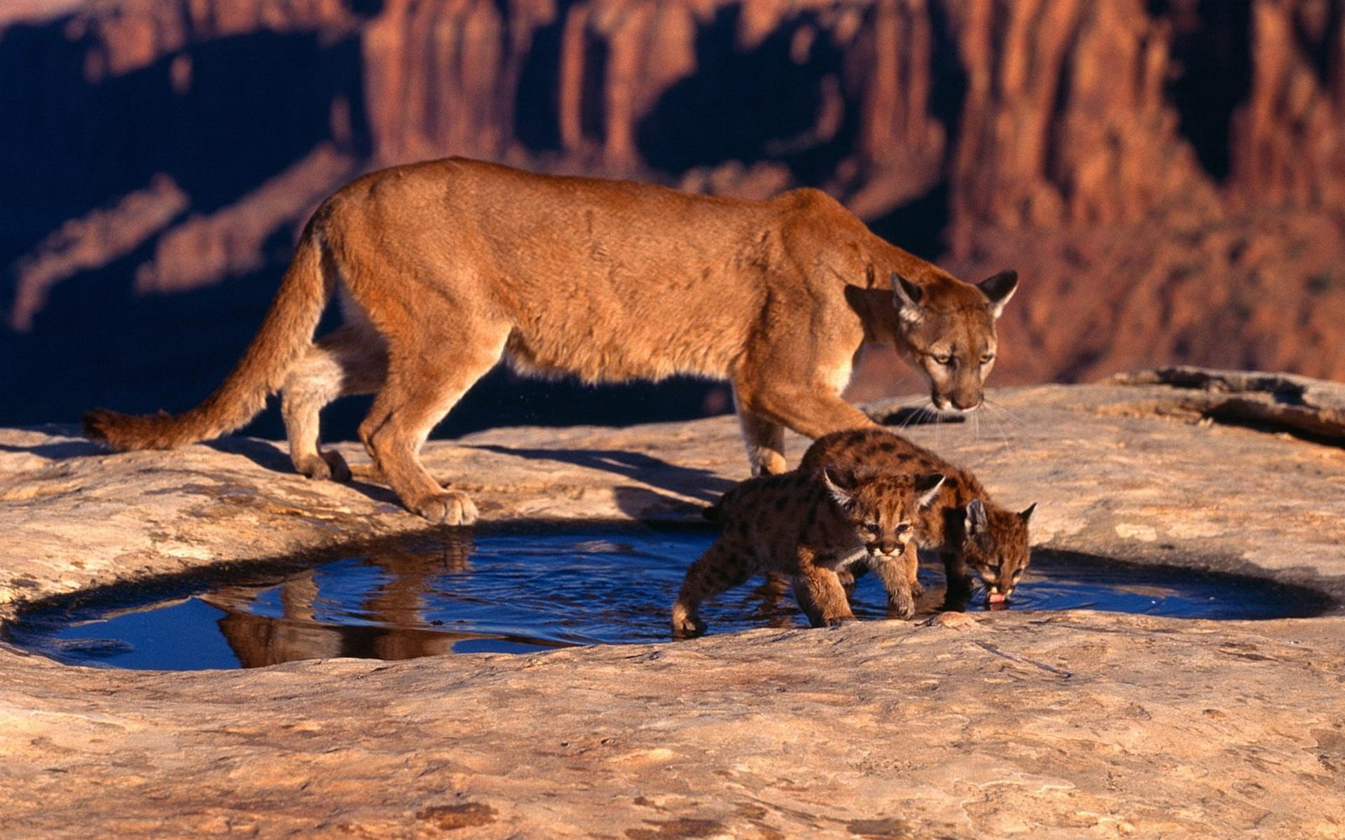 lion, cub, cougar, hd, animals, 1080P, mountain, HD Wallpaper